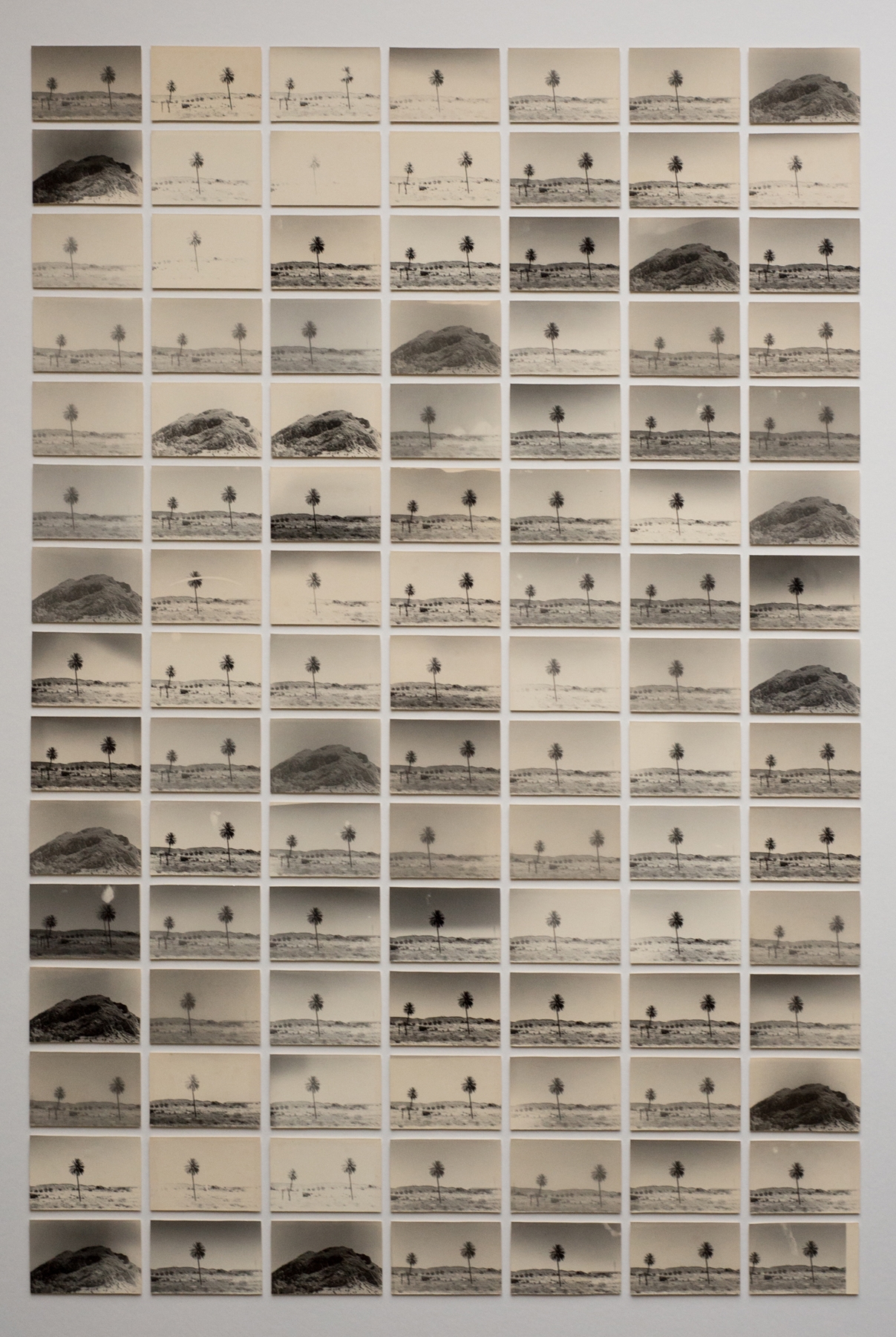 Bruno Roels: A Palm Tree is a Palm Tree is a Palm Tree, Howard Greenberg Gallery, 2018