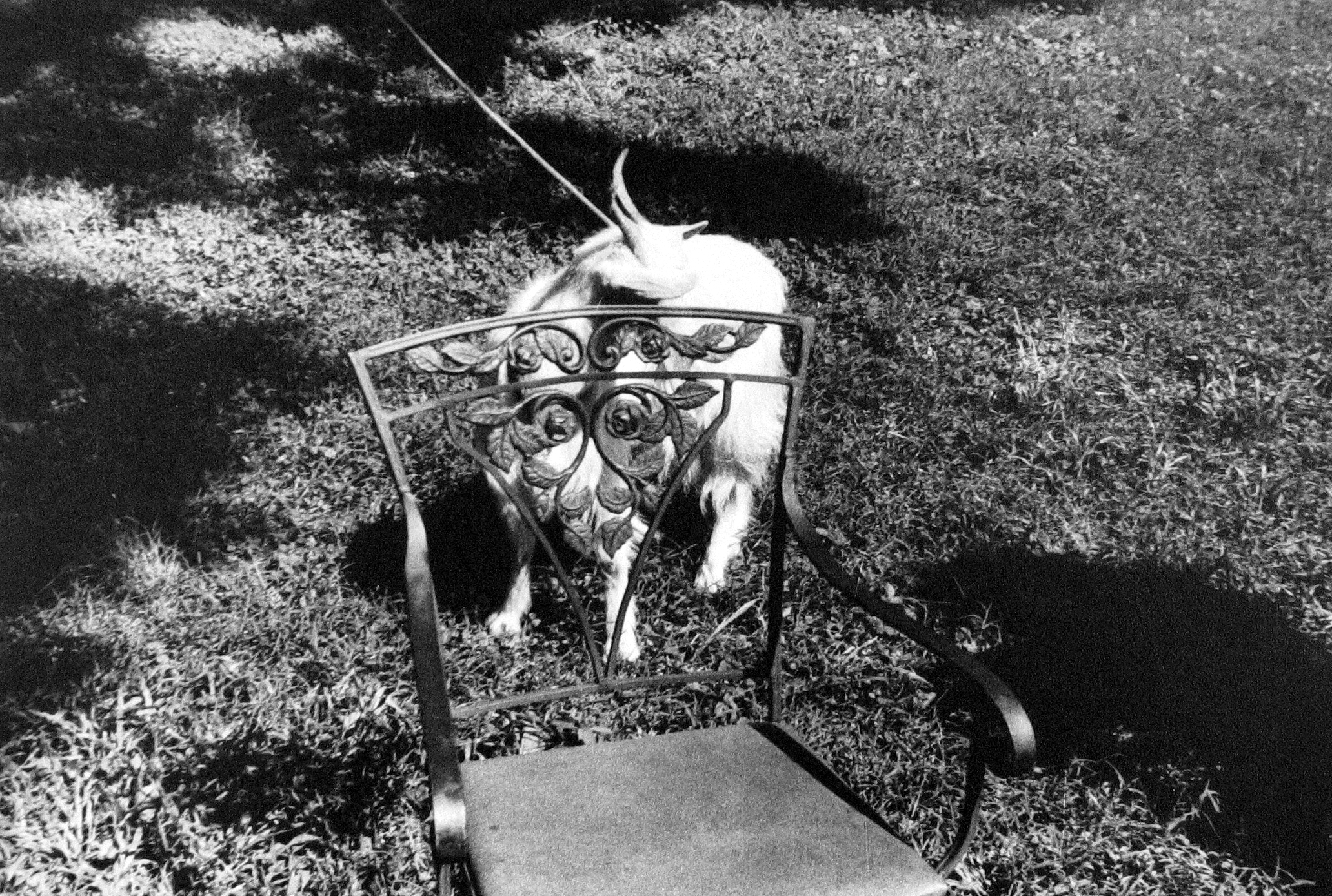 Six from the Seventies: The Last Years of Modern Photography 2004 Howard Greenberg Gallery