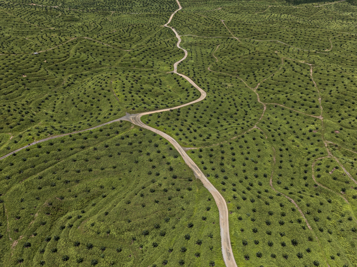 Edward Burtynsky - Palm Oil Plantation #2, Borneo, Malaysia 1/6, 2016 - Howard Greenberg Gallery - 2018
