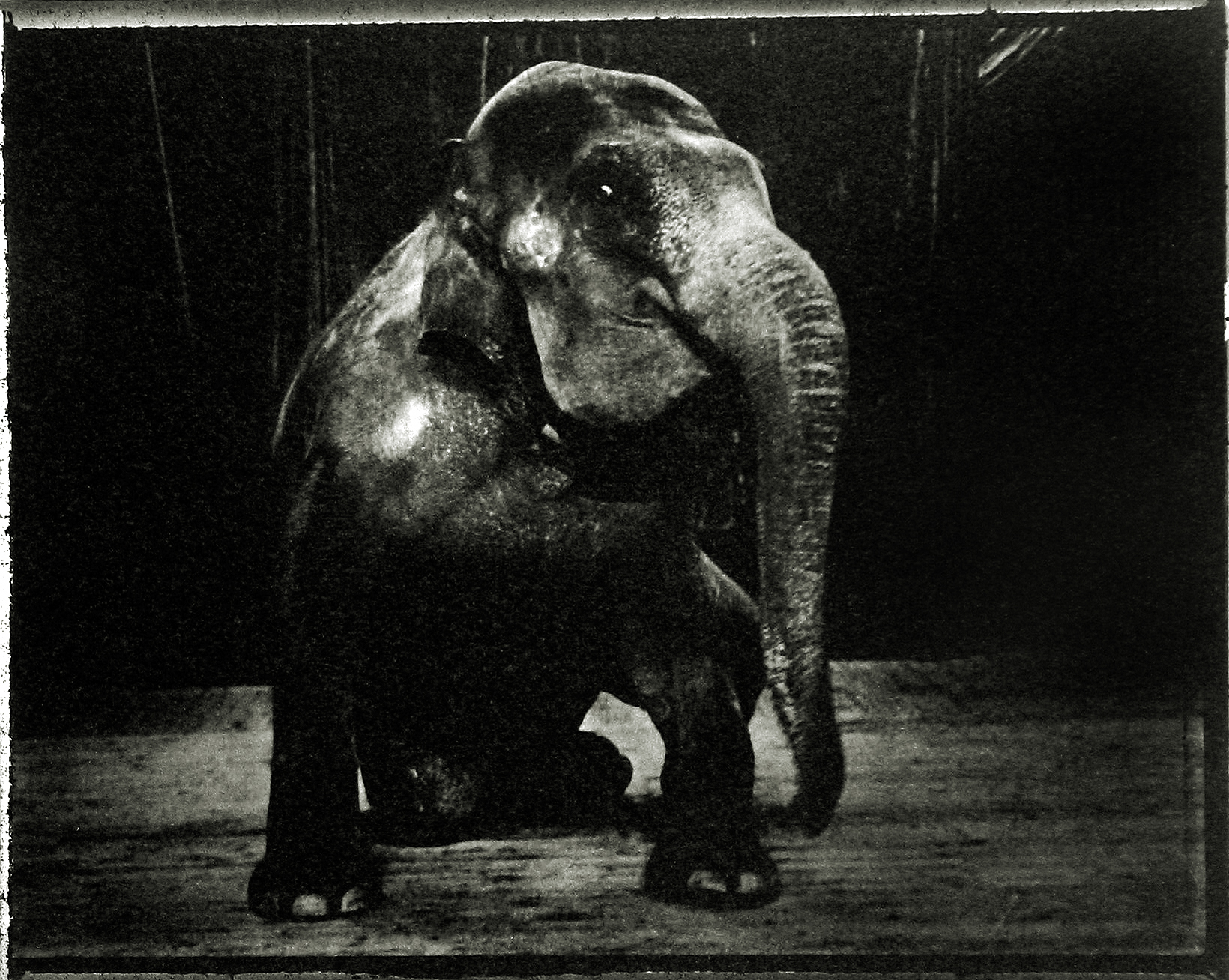 Sarah Moon: Circus 2004 2005 howard greenberg gallery