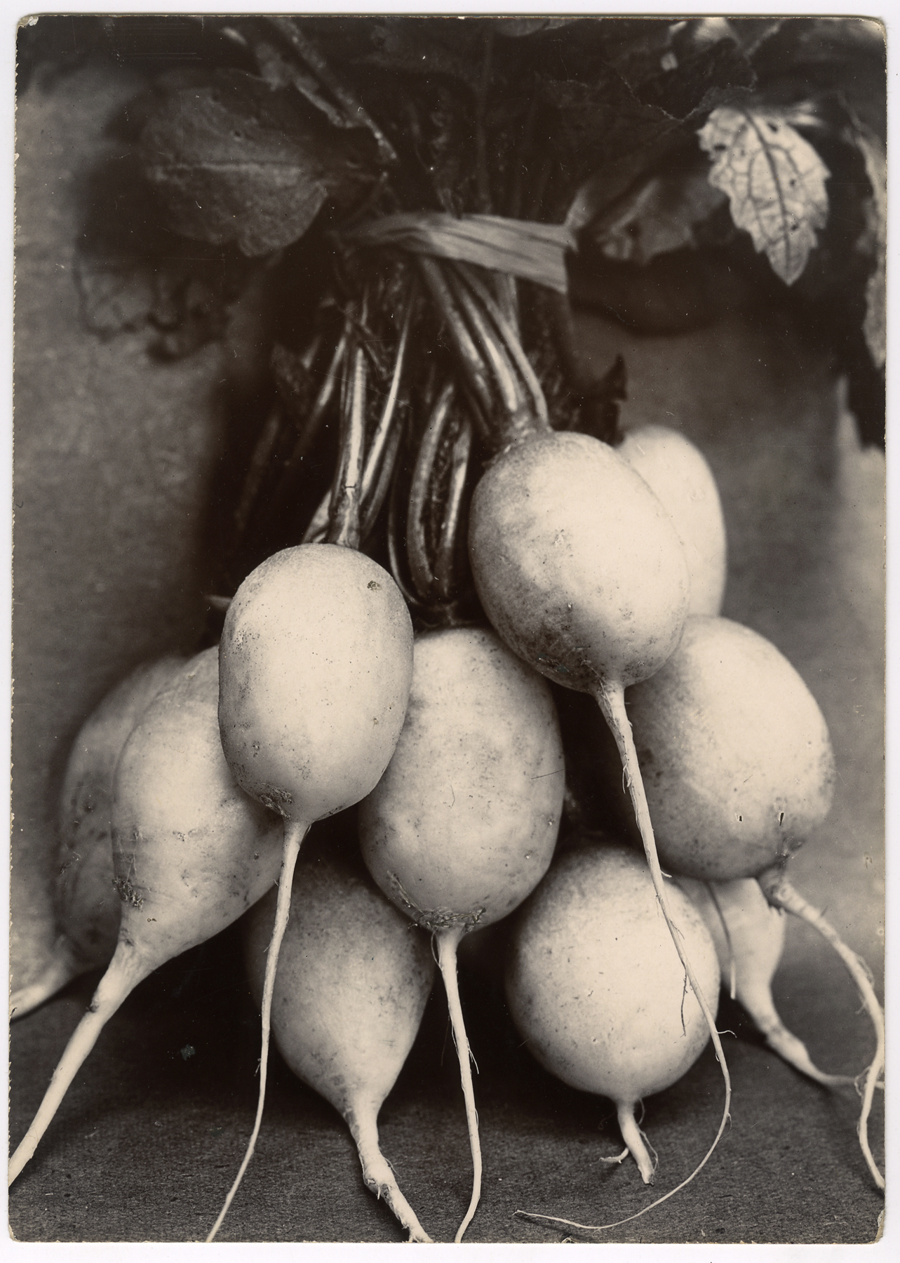 Charles Jones 2006 howard greenberg gallery