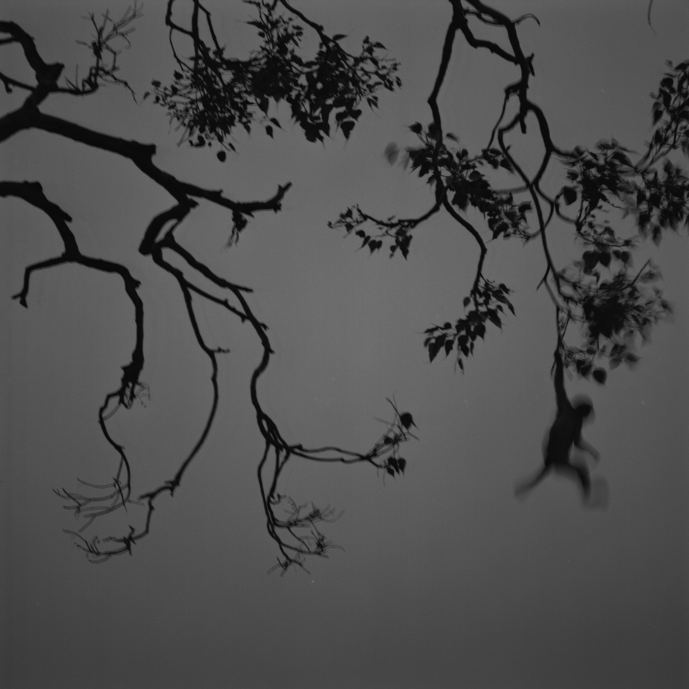 Kenro Izu: Eternal Light, Howard Greenberg Gallery, 2017