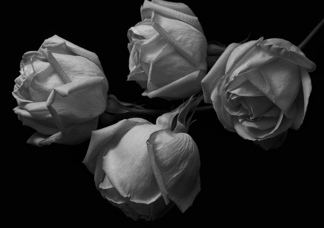 Kenro Izu: Stillness 2007 2008 Howard Greenberg Gallery