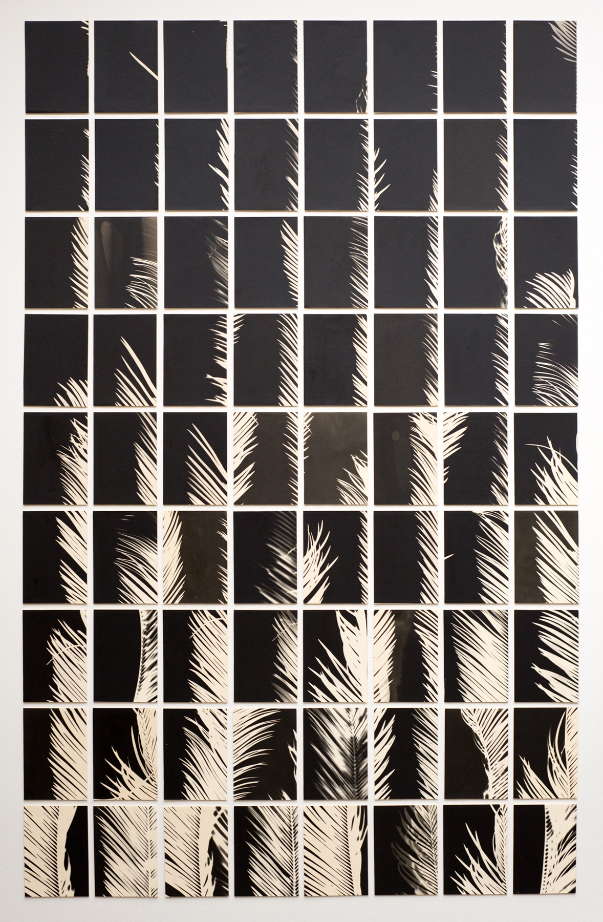 Bruno Roels: A Palm Tree is a Palm Tree is a Palm Tree, Howard Greenberg Gallery, 2018