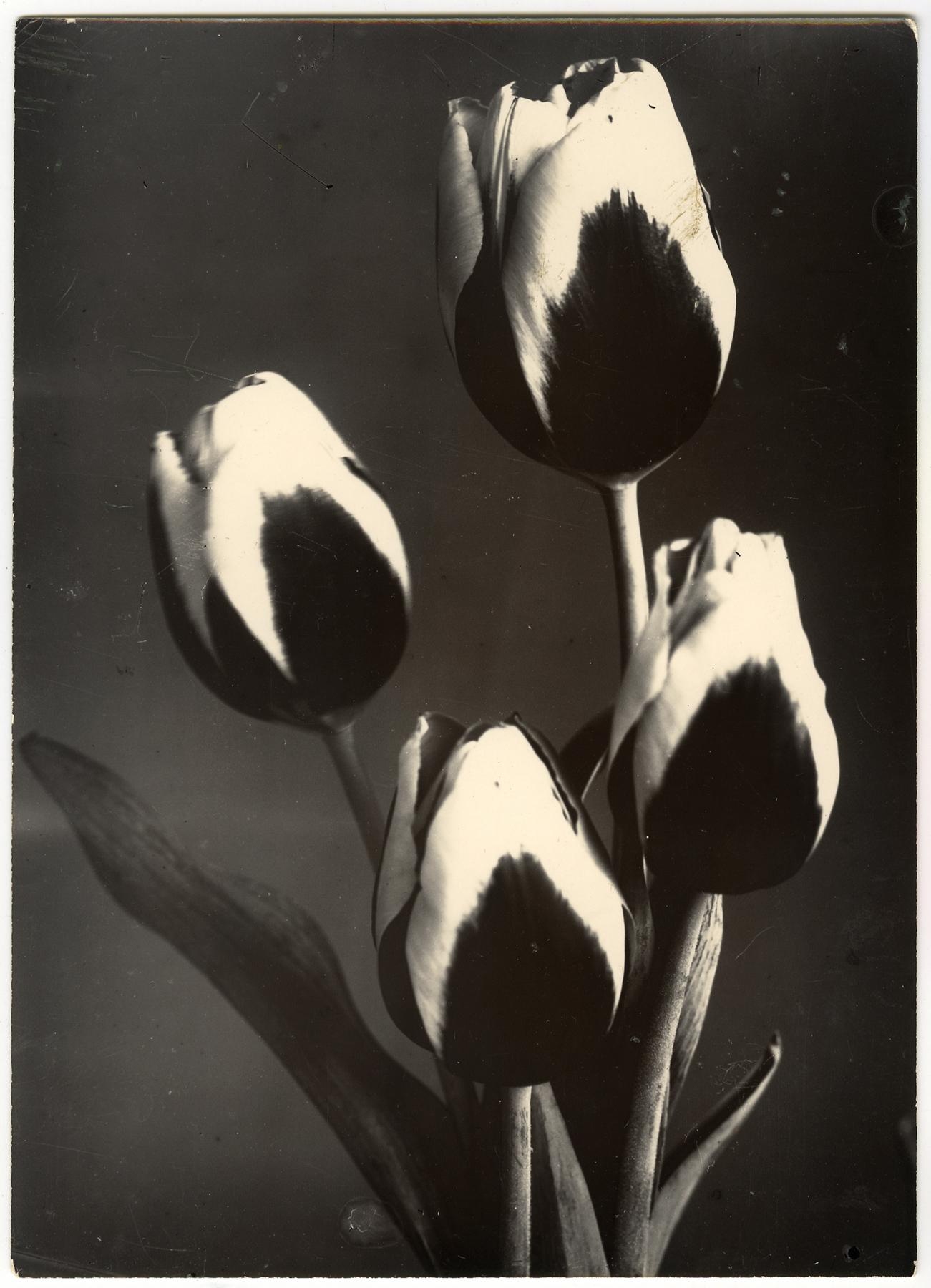 Charles Jones 2006 howard greenberg gallery