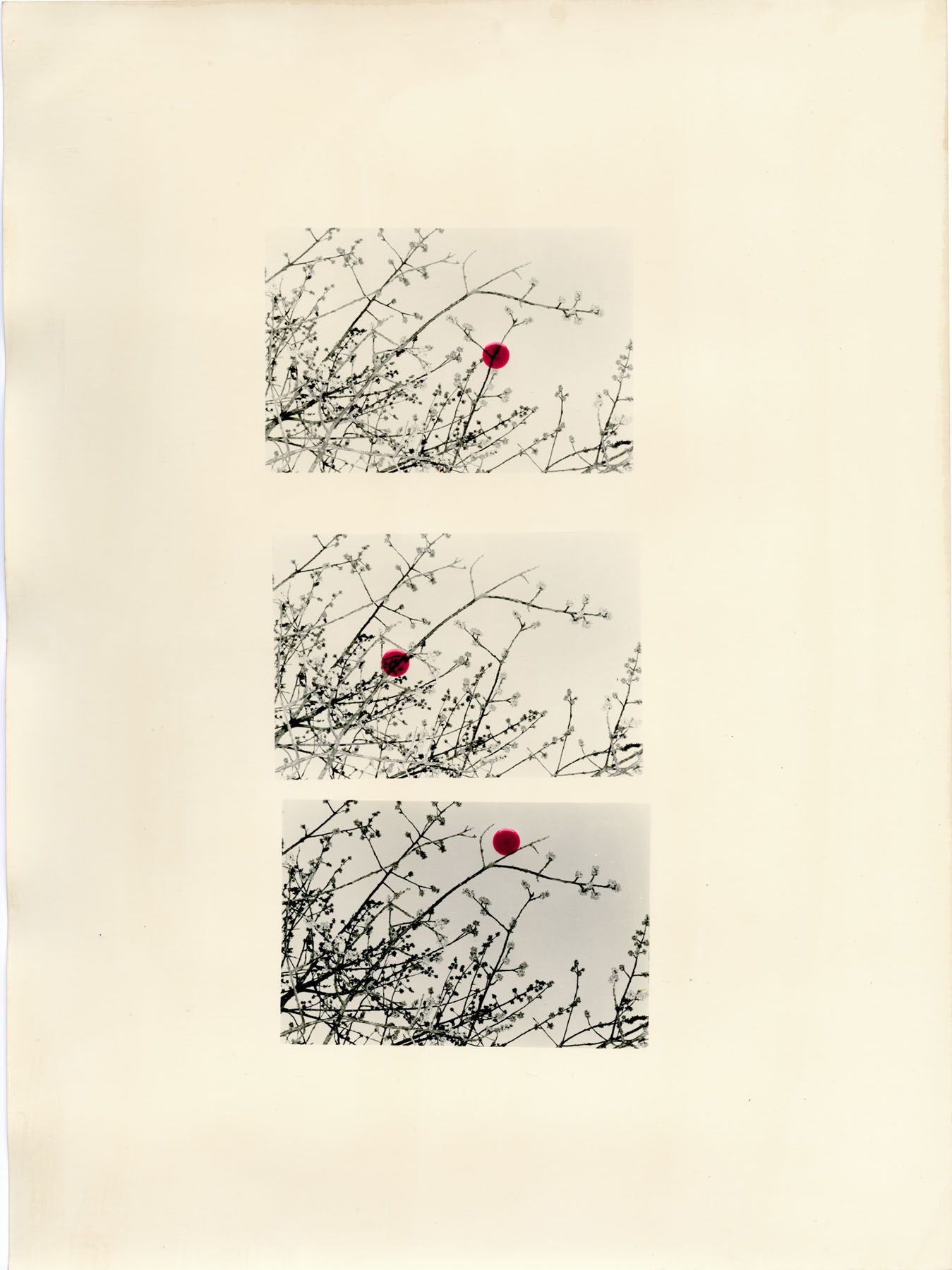 Bruno V. Roels - A Guide To Cherry Blossoms (Three Scarlet Dots) - 2019