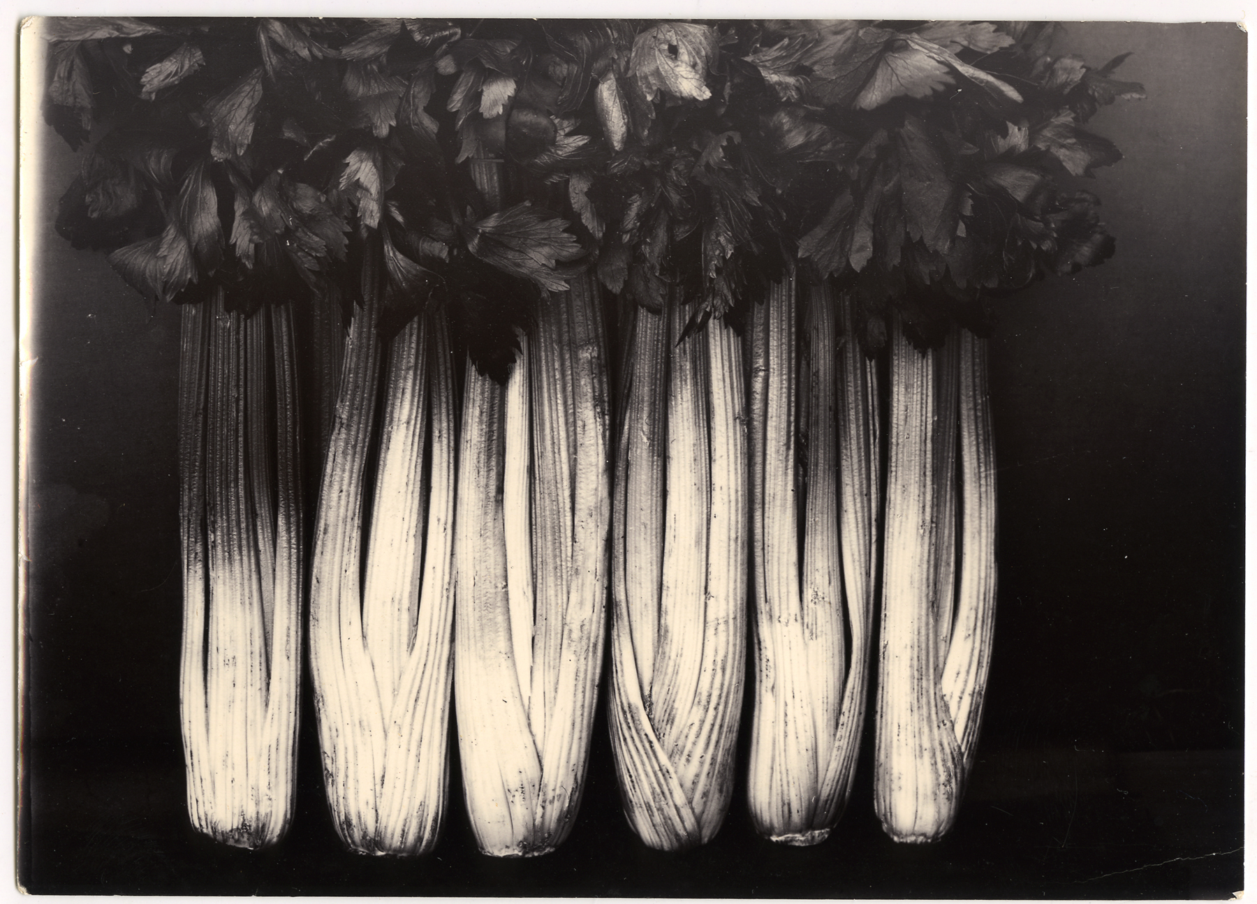 Charles Jones 2006 howard greenberg gallery