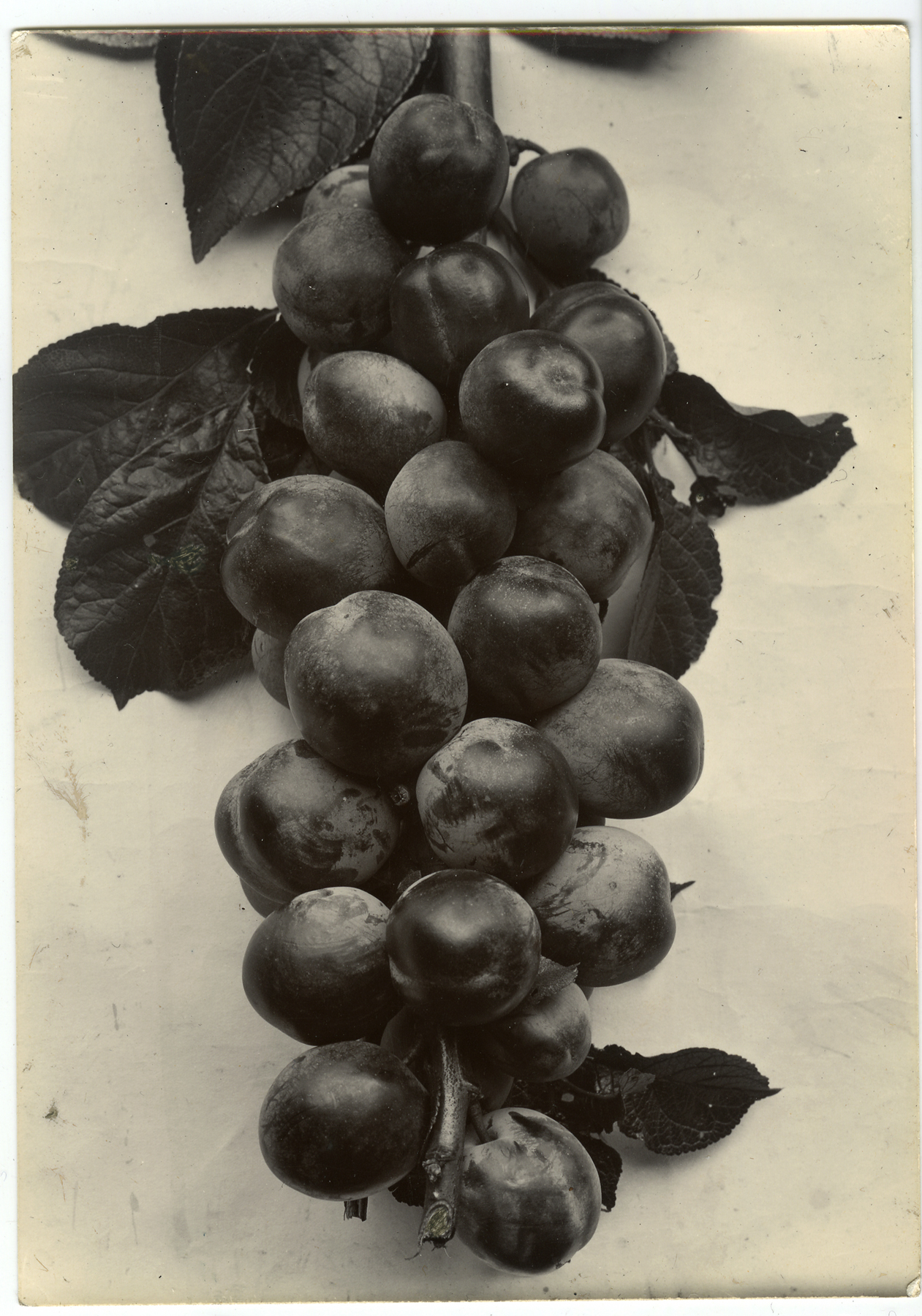 Charles Jones 2006 howard greenberg gallery