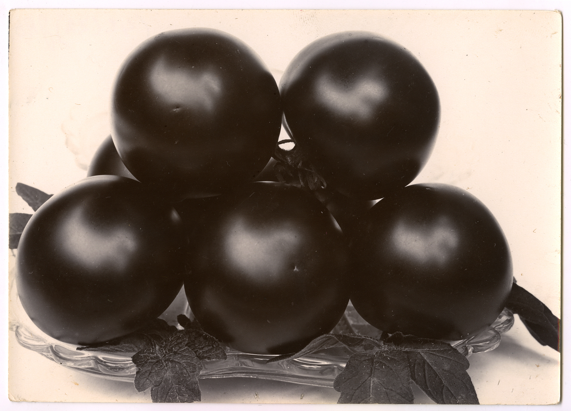 Charles Jones 2006 howard greenberg gallery