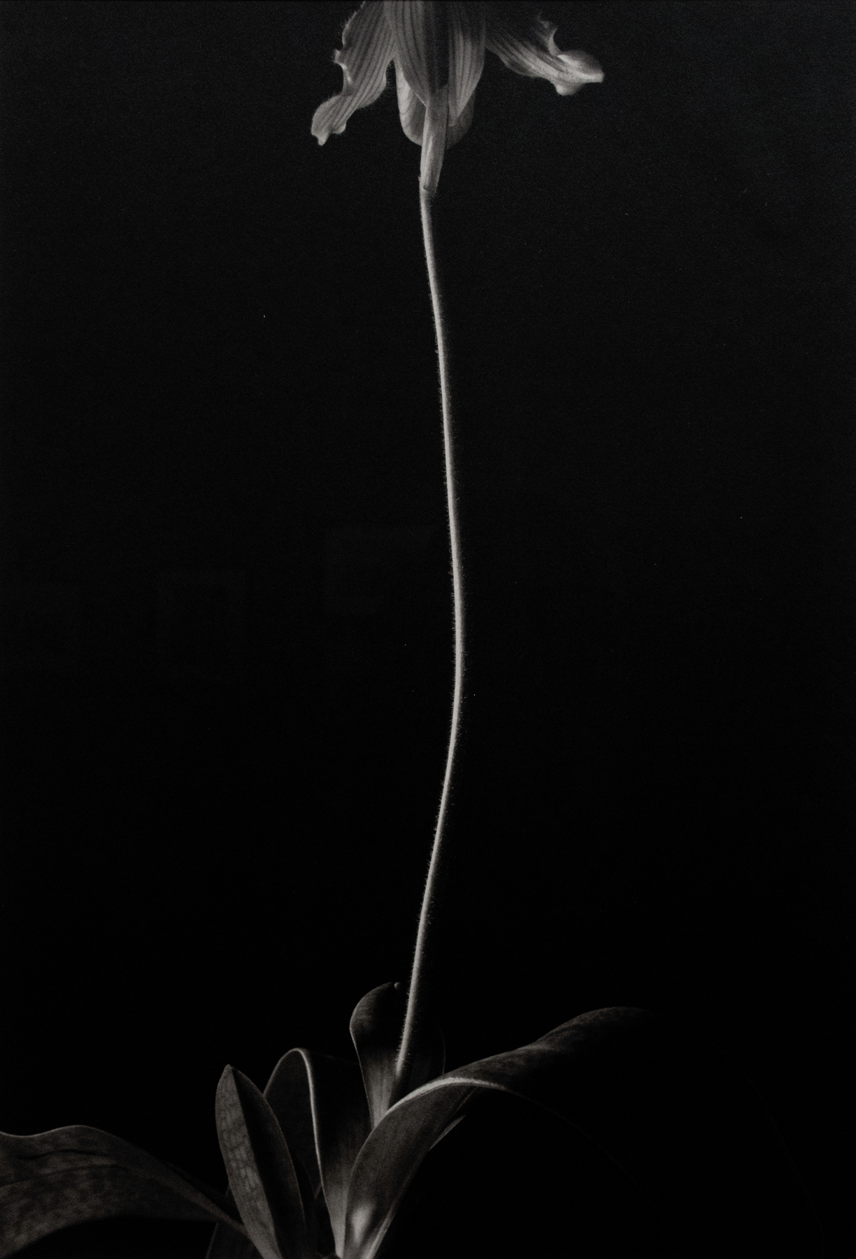 Kenro Izu: Still Life 2013 Howard Greenberg Gallery