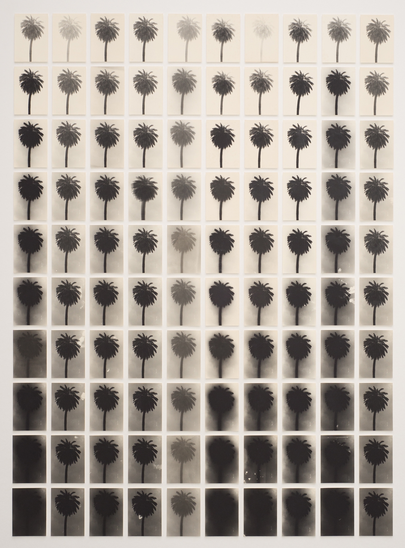 Bruno Roels: A Palm Tree is a Palm Tree is a Palm Tree, Howard Greenberg Gallery, 2018