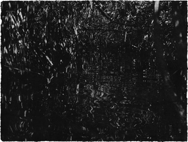 Jungjin Lee: Recent Projects - Works from Everglades - Howard Greenberg Gallery - 2015