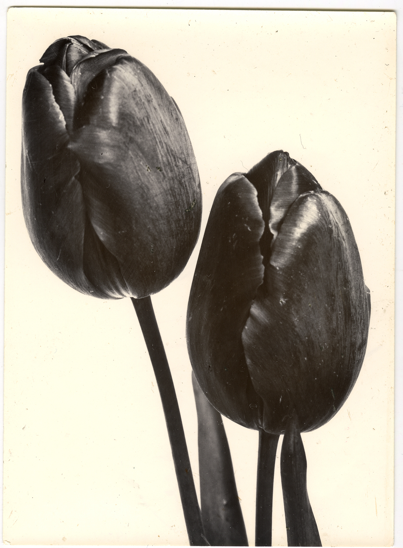 Charles Jones 2006 howard greenberg gallery