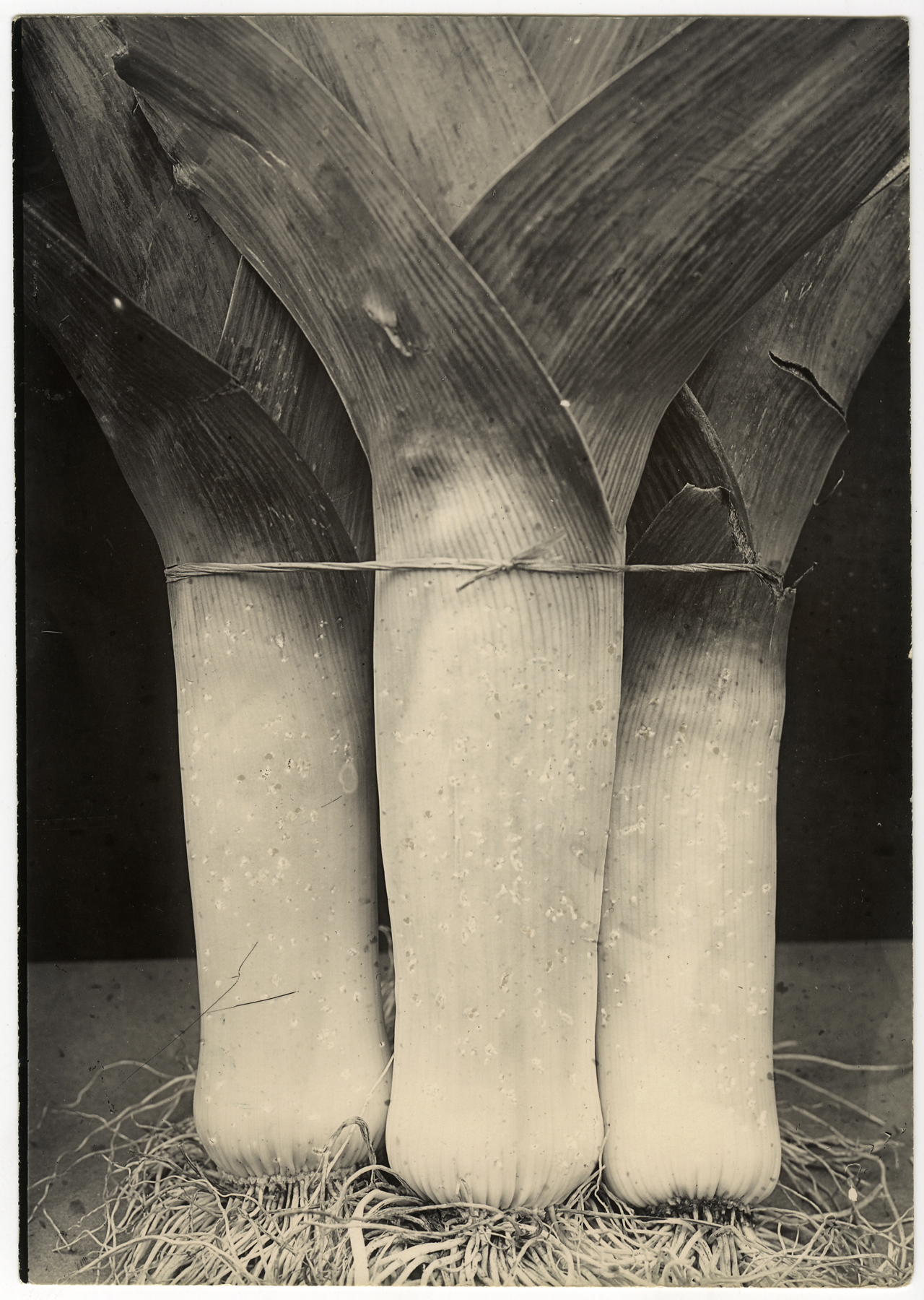 Charles Jones 2006 howard greenberg gallery