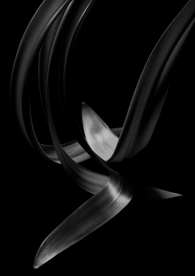 Kenro Izu: Stillness 2007 2008 Howard Greenberg Gallery