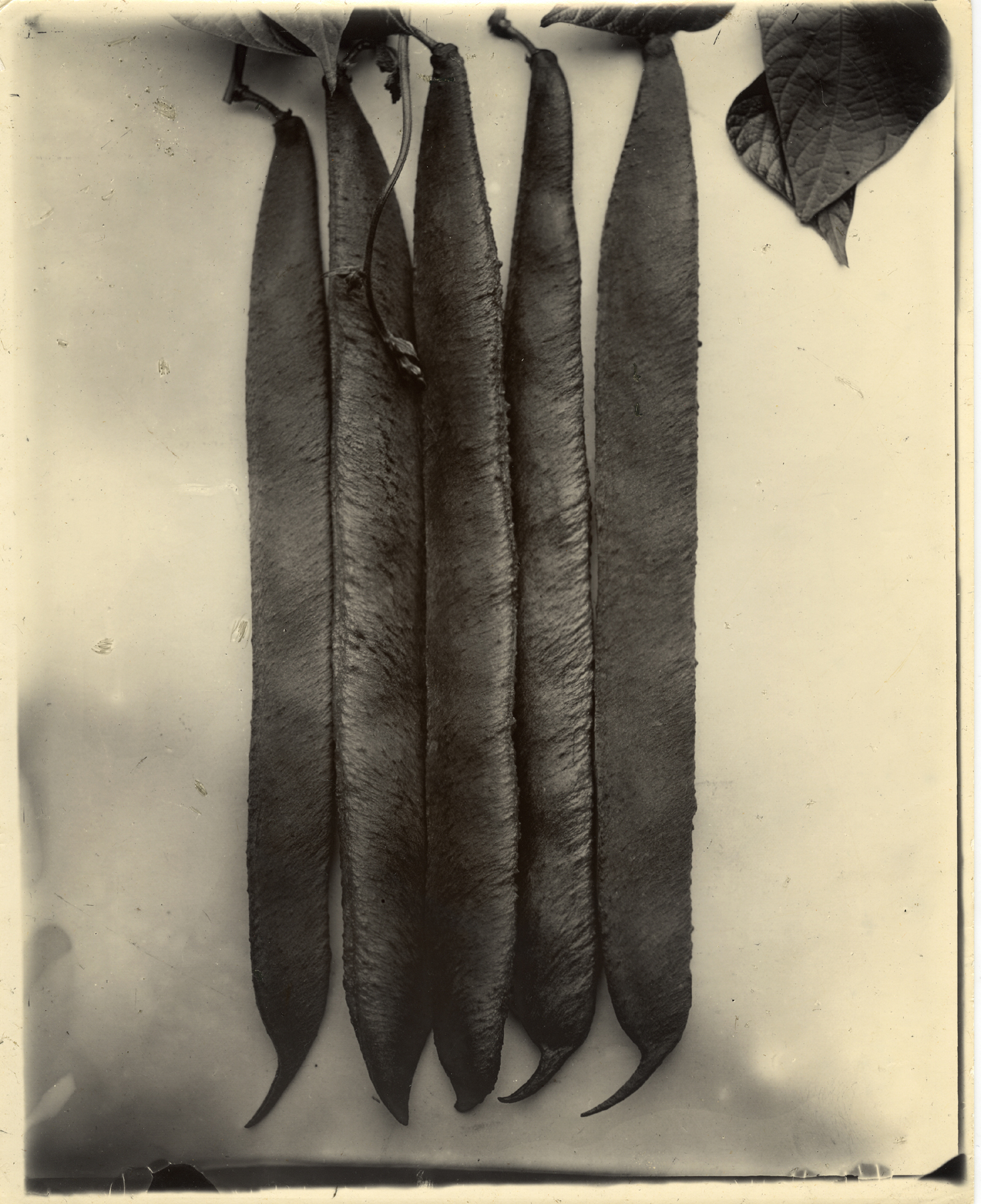 Charles Jones 2006 howard greenberg gallery