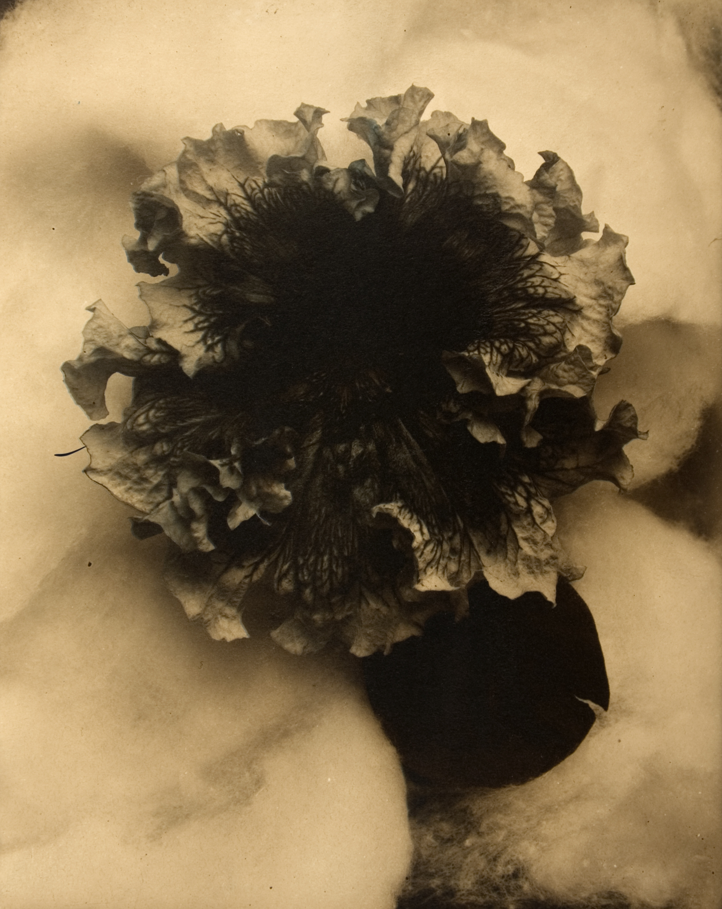 Edward Steichen: 1915-1923 2009 Howard Greenberg Gallery