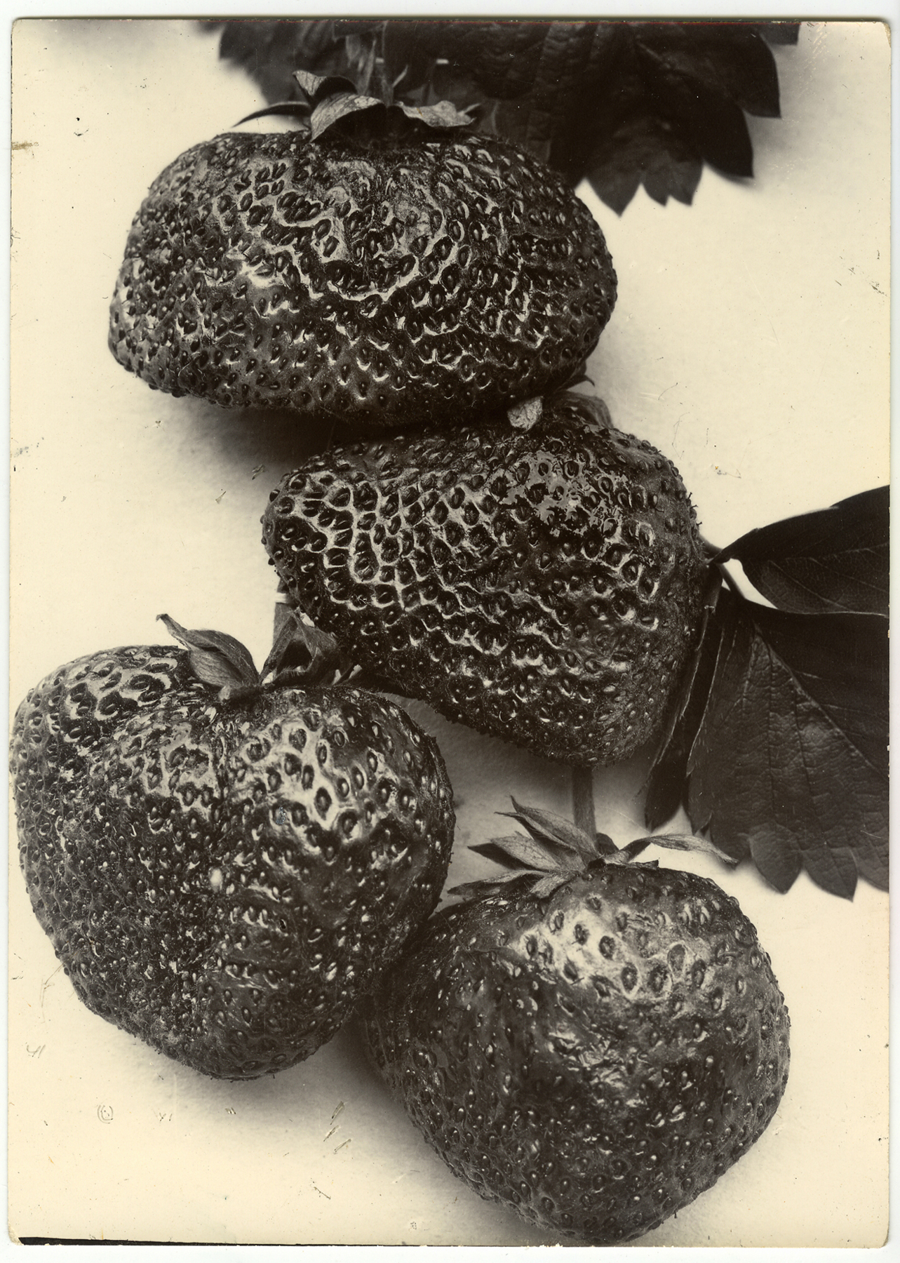 Staff Picks 2010 Howard Greenberg Gallery