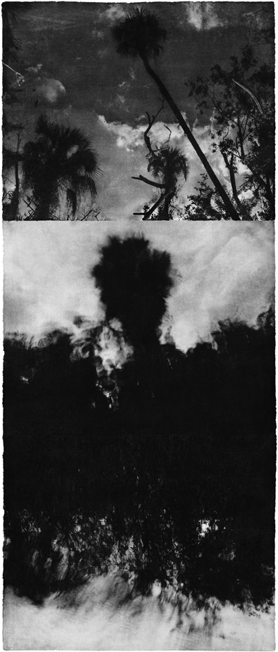 Jungjin Lee: Recent Projects - Works from Everglades - Howard Greenberg Gallery - 2015