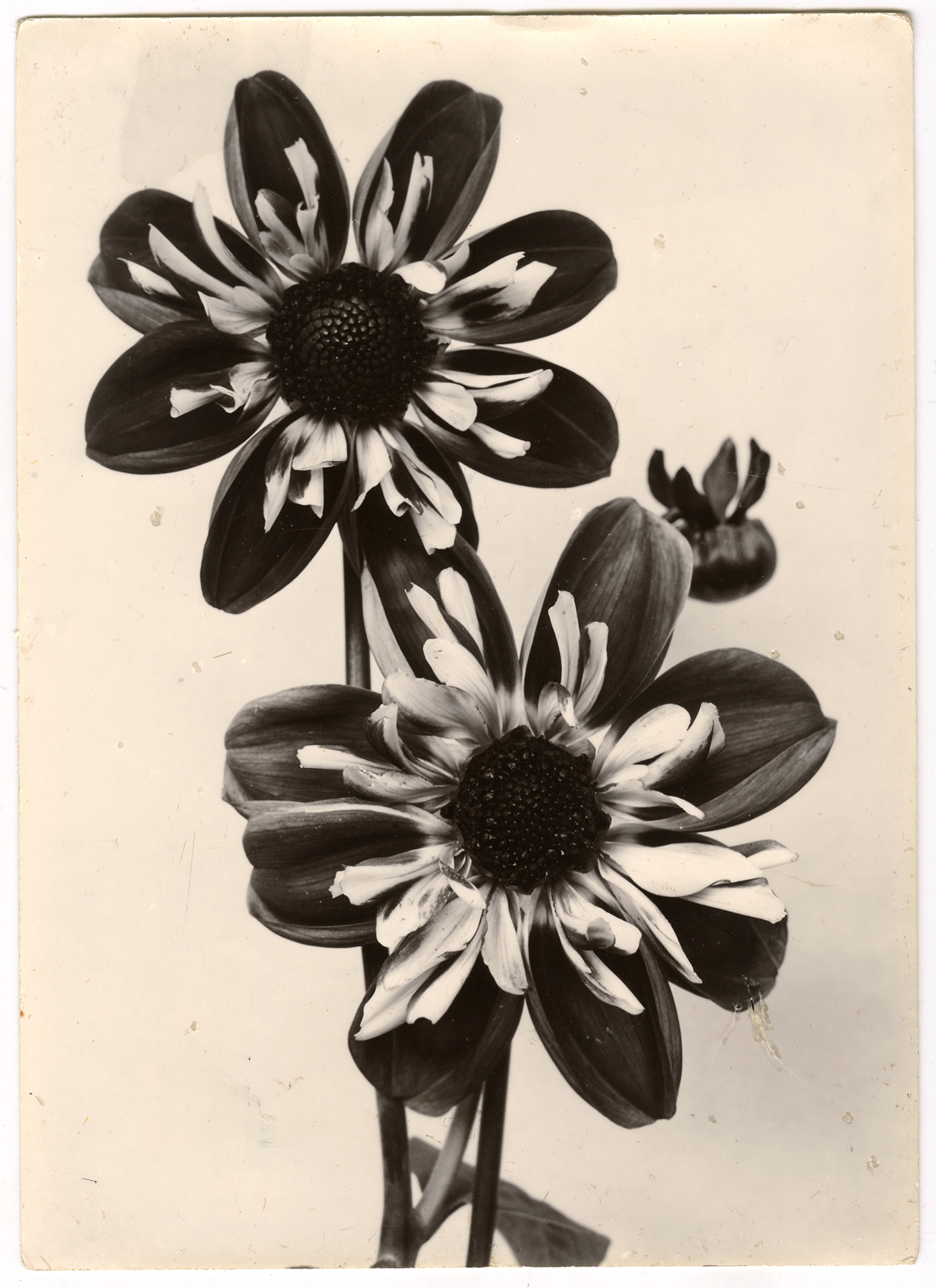 Charles Jones 2006 howard greenberg gallery