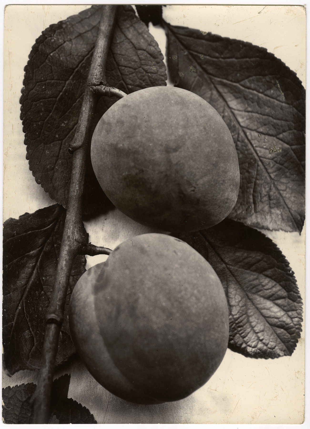 Charles Jones 2006 howard greenberg gallery