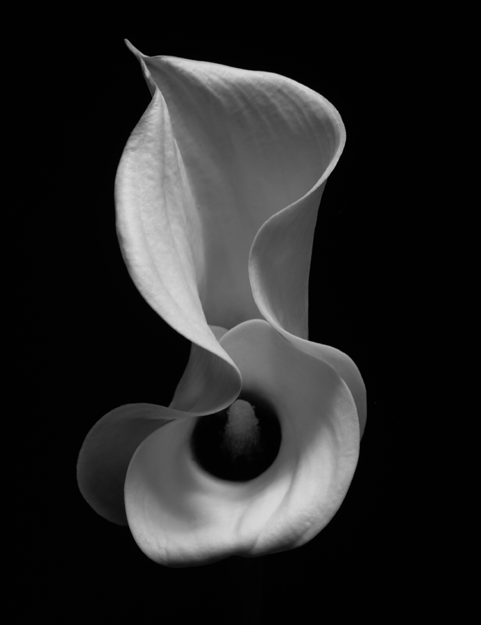 Kenro Izu: Stillness 2007 2008 Howard Greenberg Gallery