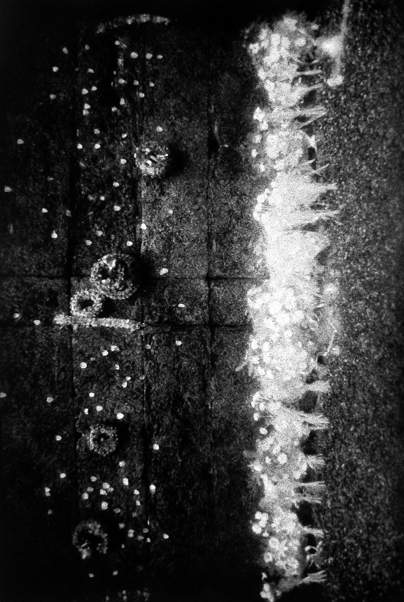 Judy Glickman Lauder