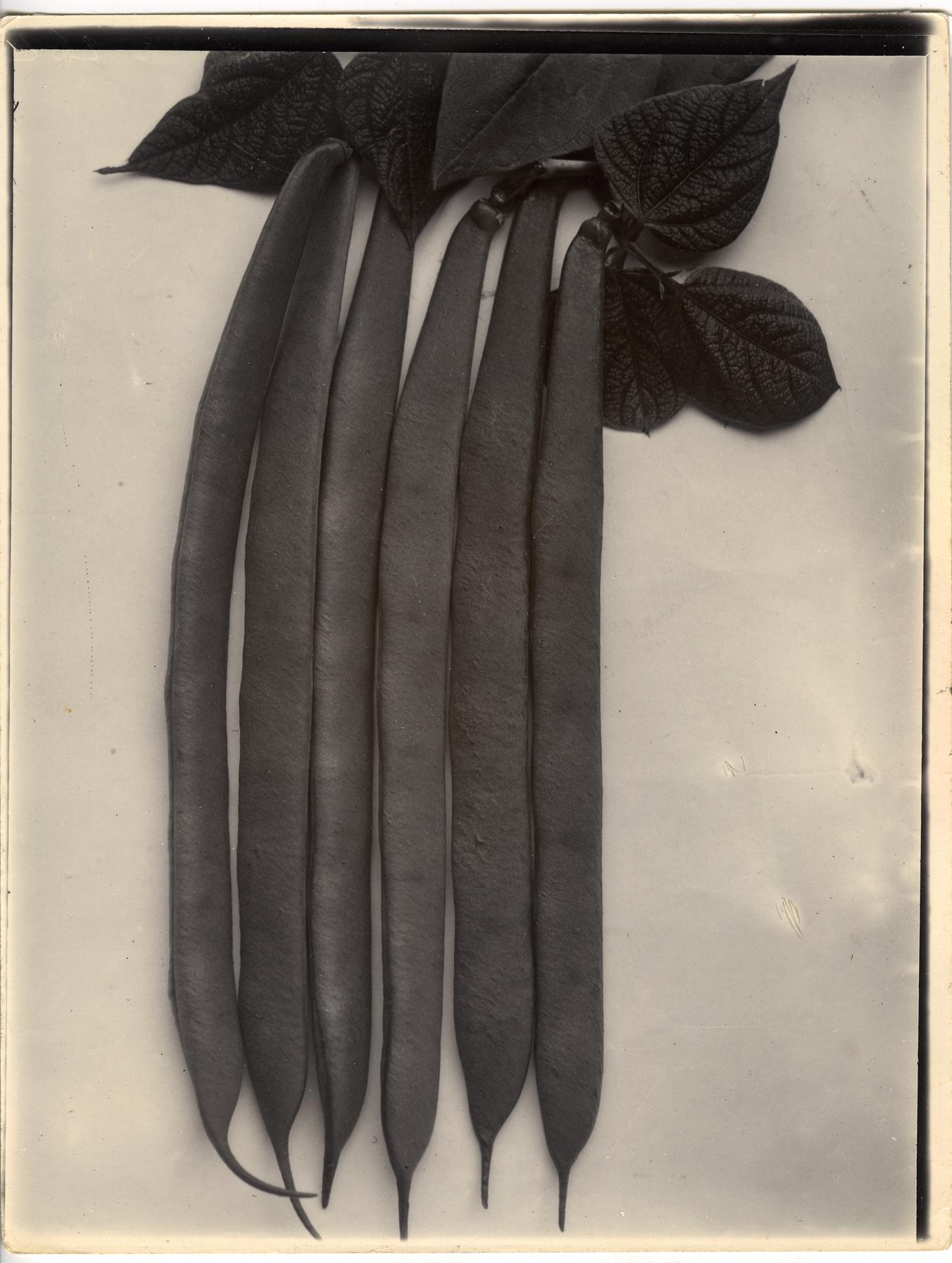 Charles Jones 2006 howard greenberg gallery