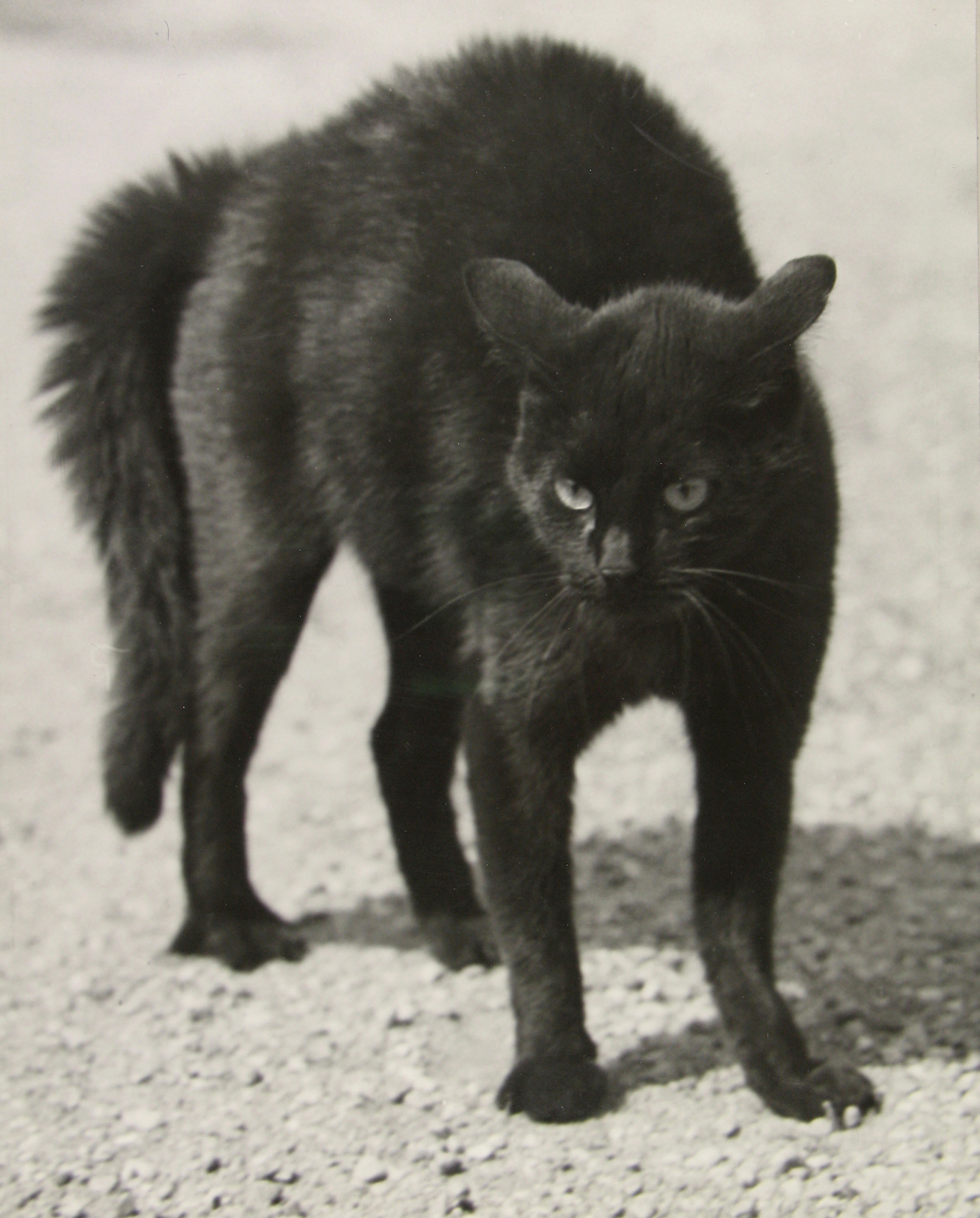 Staff Picks IV - Howard Greenberg Gallery - 2014