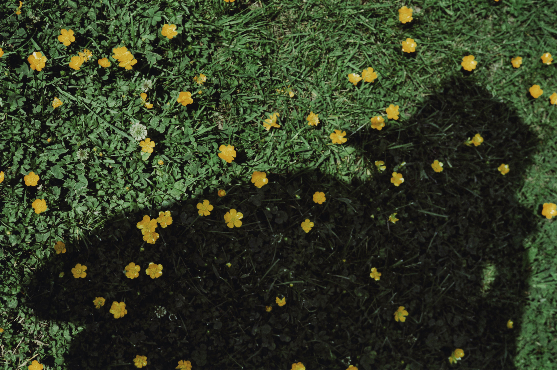 Akris x Vivian Maier 2017 Howard Greenberg Gallery