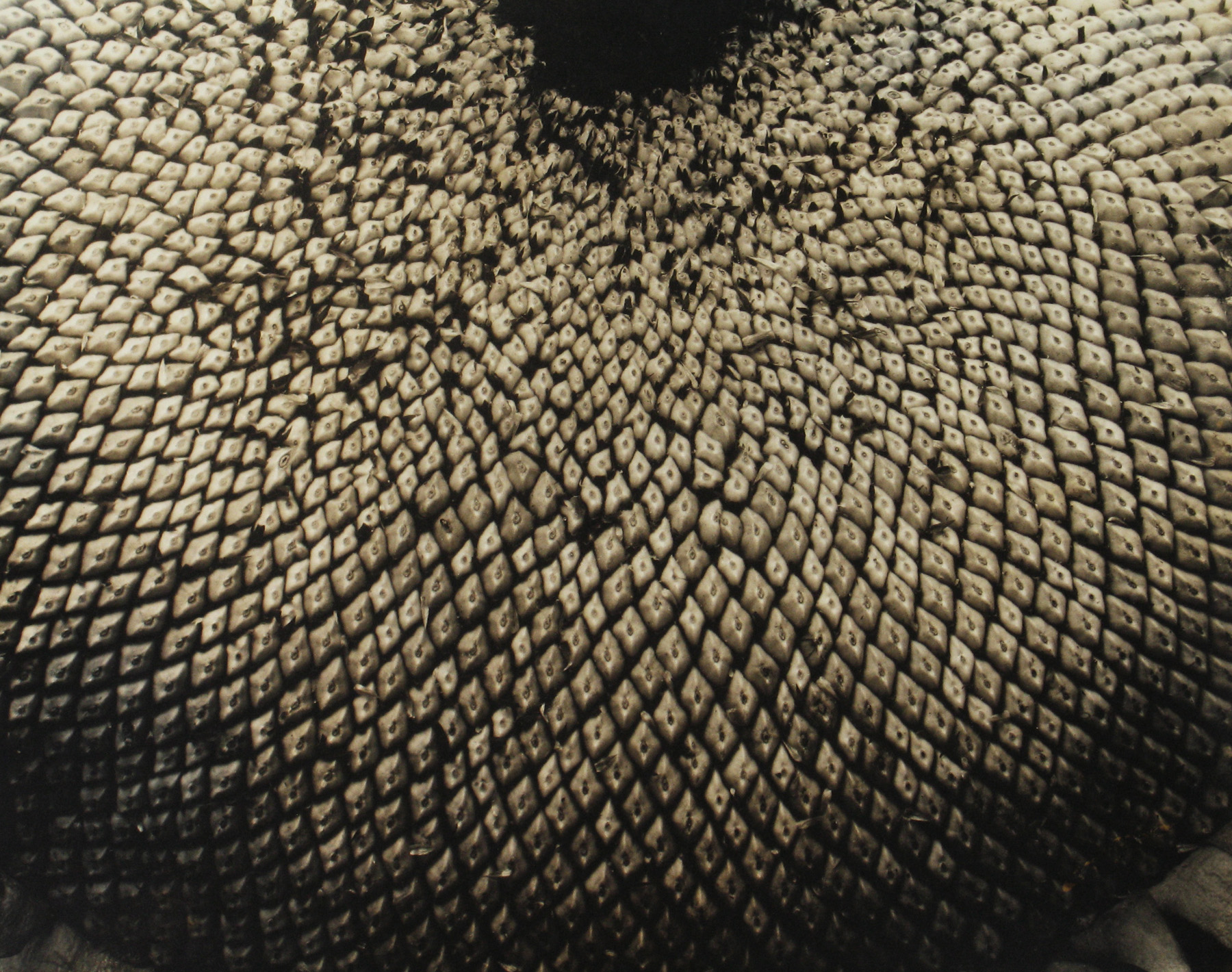 Edward Steichen: 1915-1923 2009 Howard Greenberg Gallery