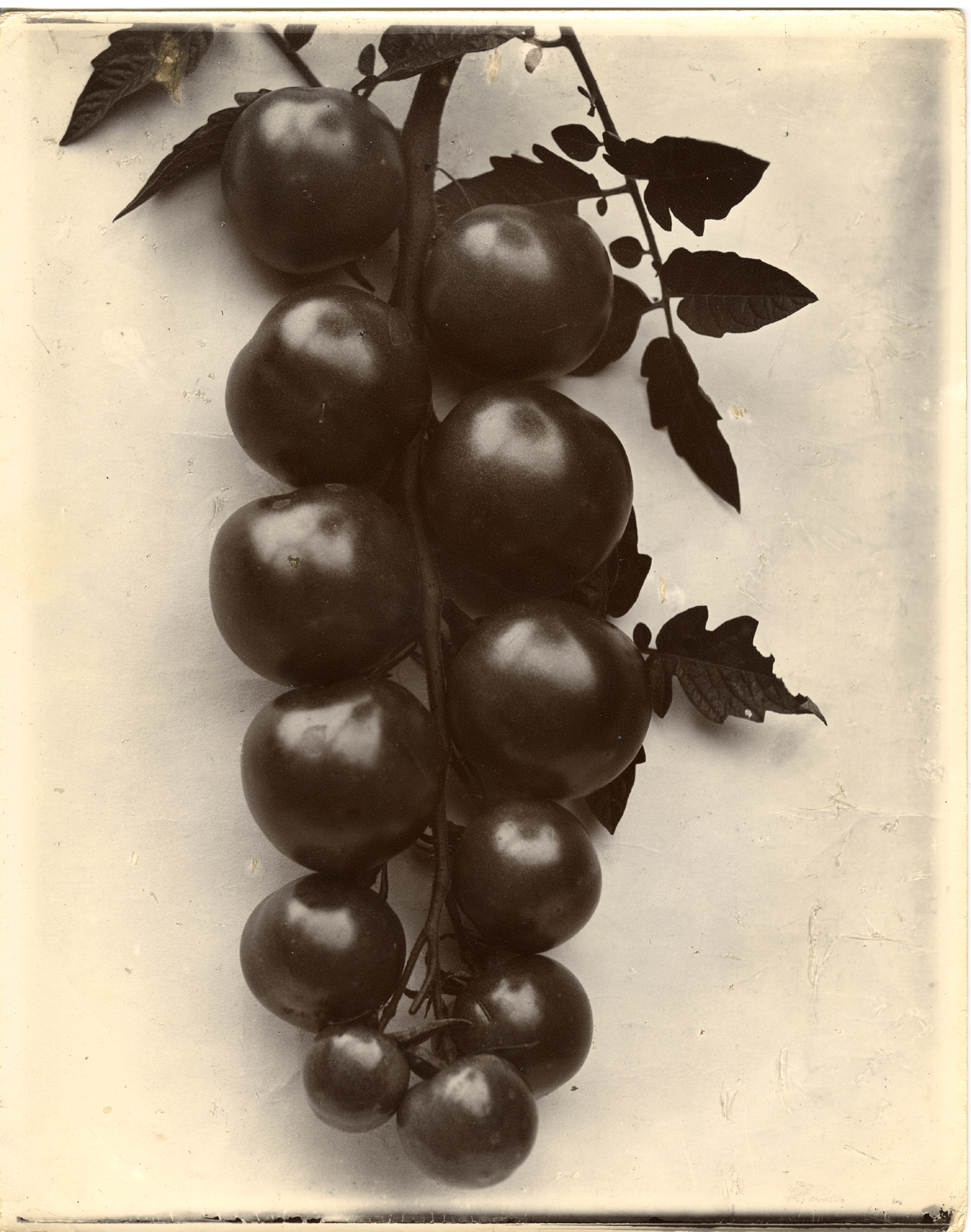 Charles Jones 2006 howard greenberg gallery