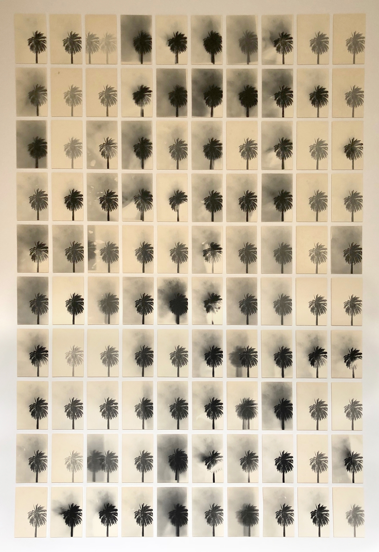 Bruno Roels: A Palm Tree is a Palm Tree is a Palm Tree, Howard Greenberg Gallery, 2018