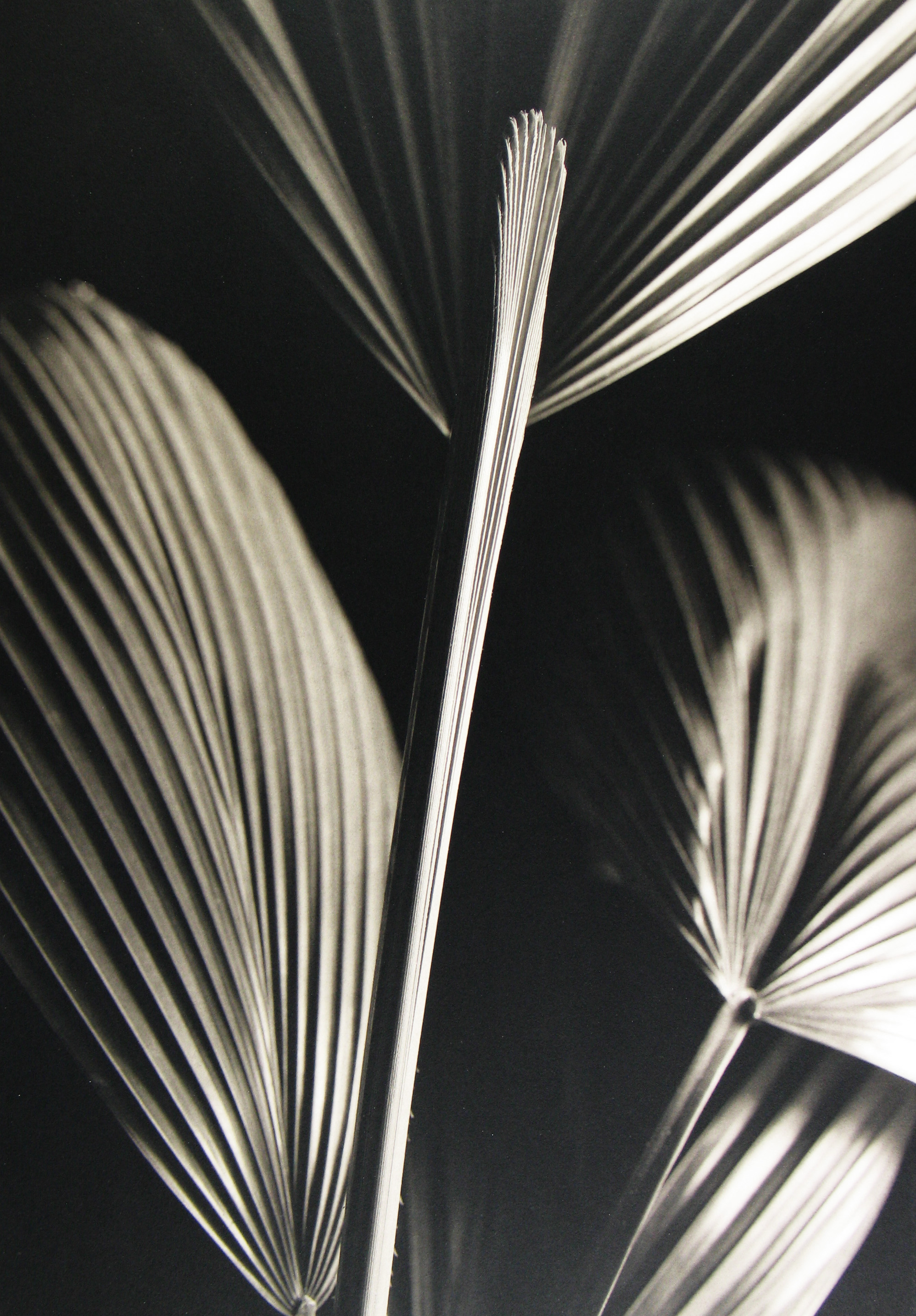 Kenro Izu: Still Life 2013 Howard Greenberg Gallery