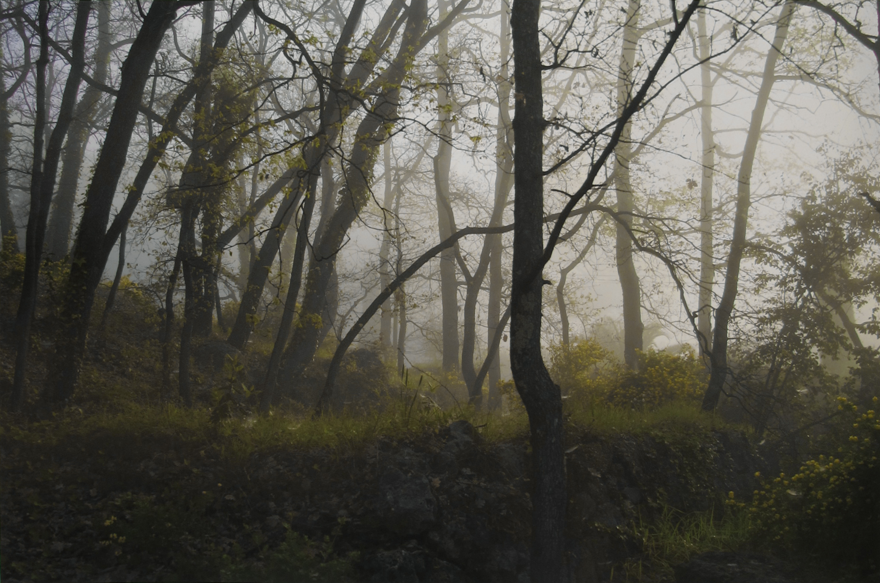Joel Meyerowitz - Europe: Tuscany and Provence 2012 2013 Howard Greenberg Gallery