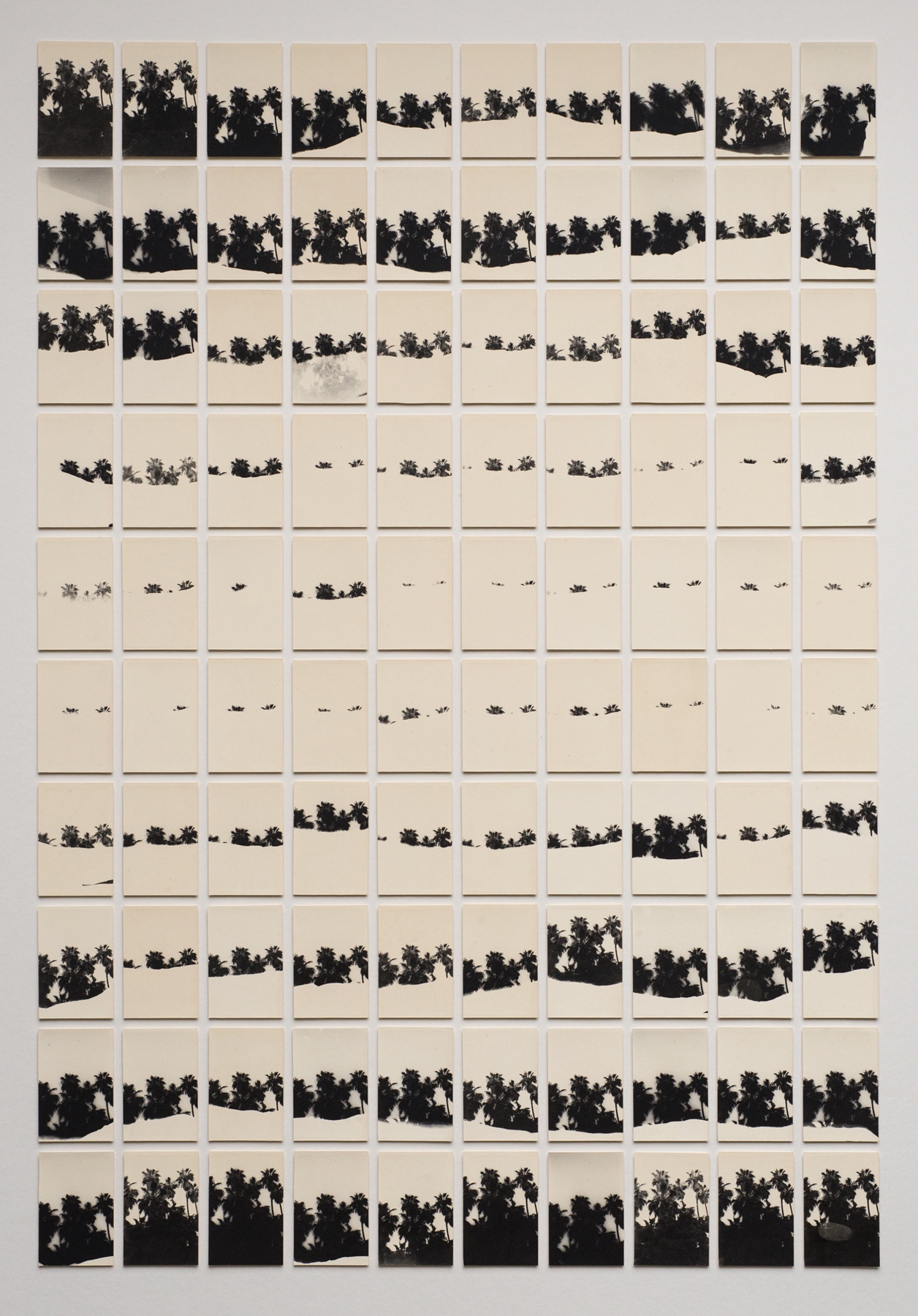 Bruno Roels: A Palm Tree is a Palm Tree is a Palm Tree, Howard Greenberg Gallery, 2018