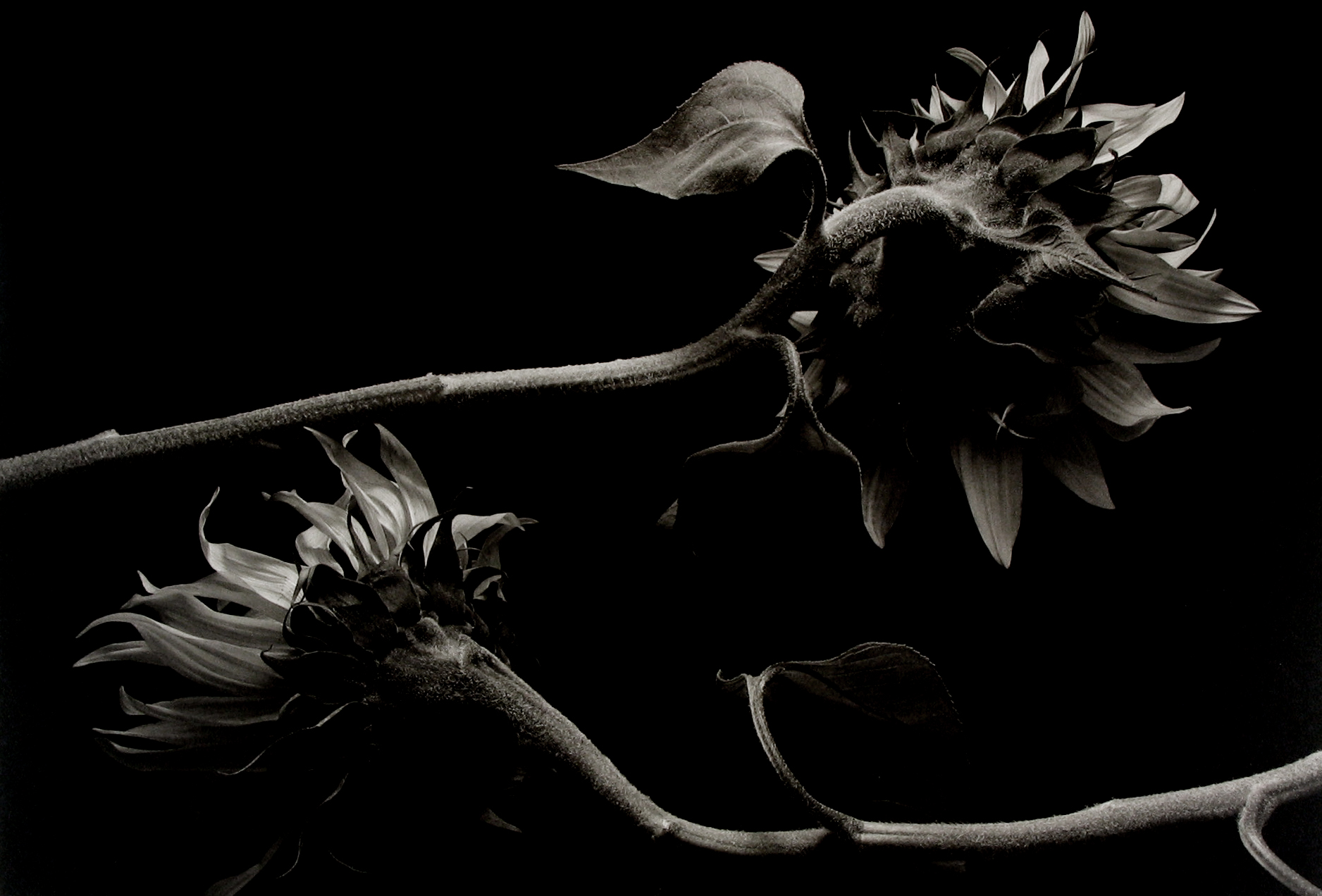 Kenro Izu: Still Life 2013 Howard Greenberg Gallery