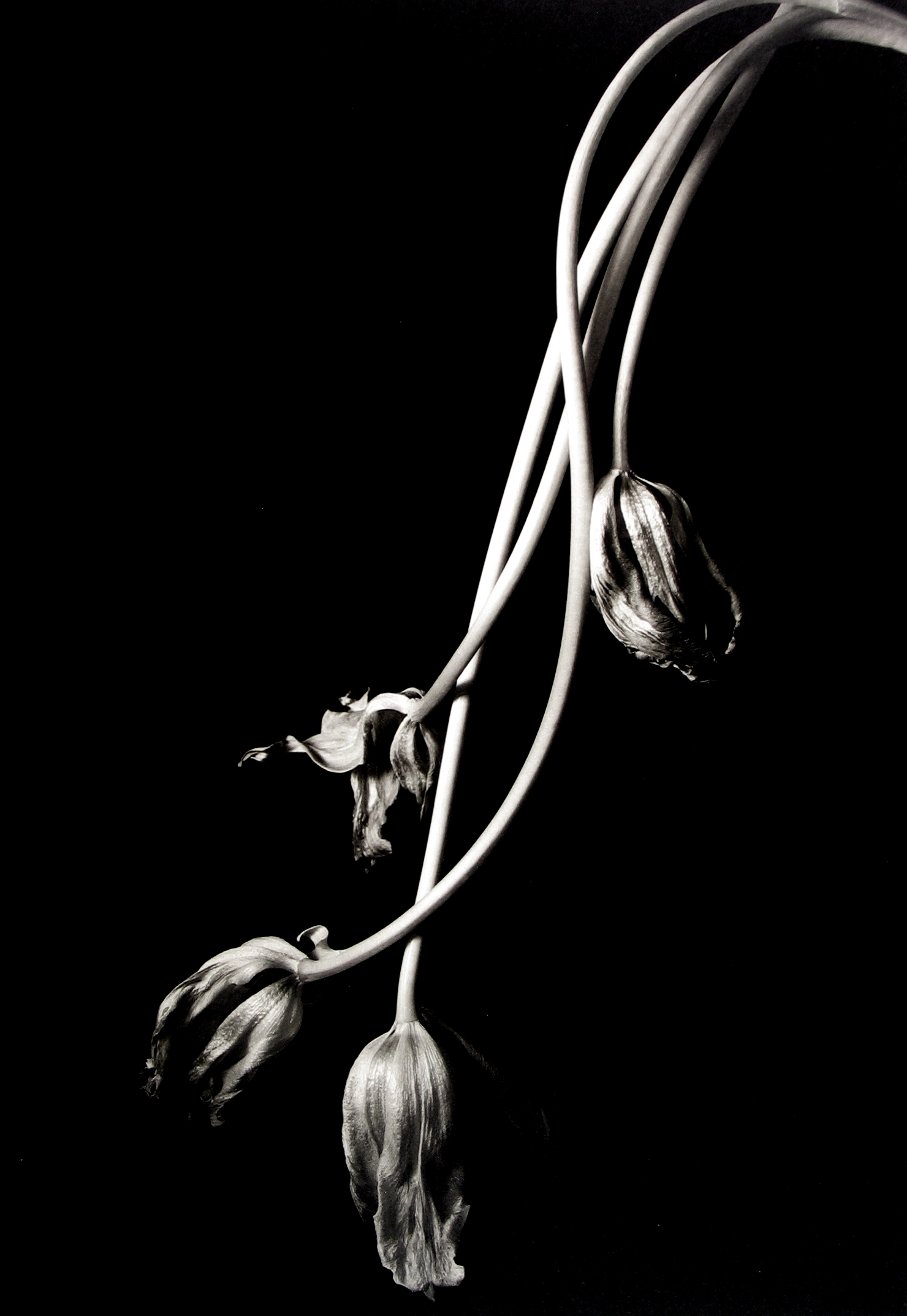Kenro Izu: Still Life 2013 Howard Greenberg Gallery