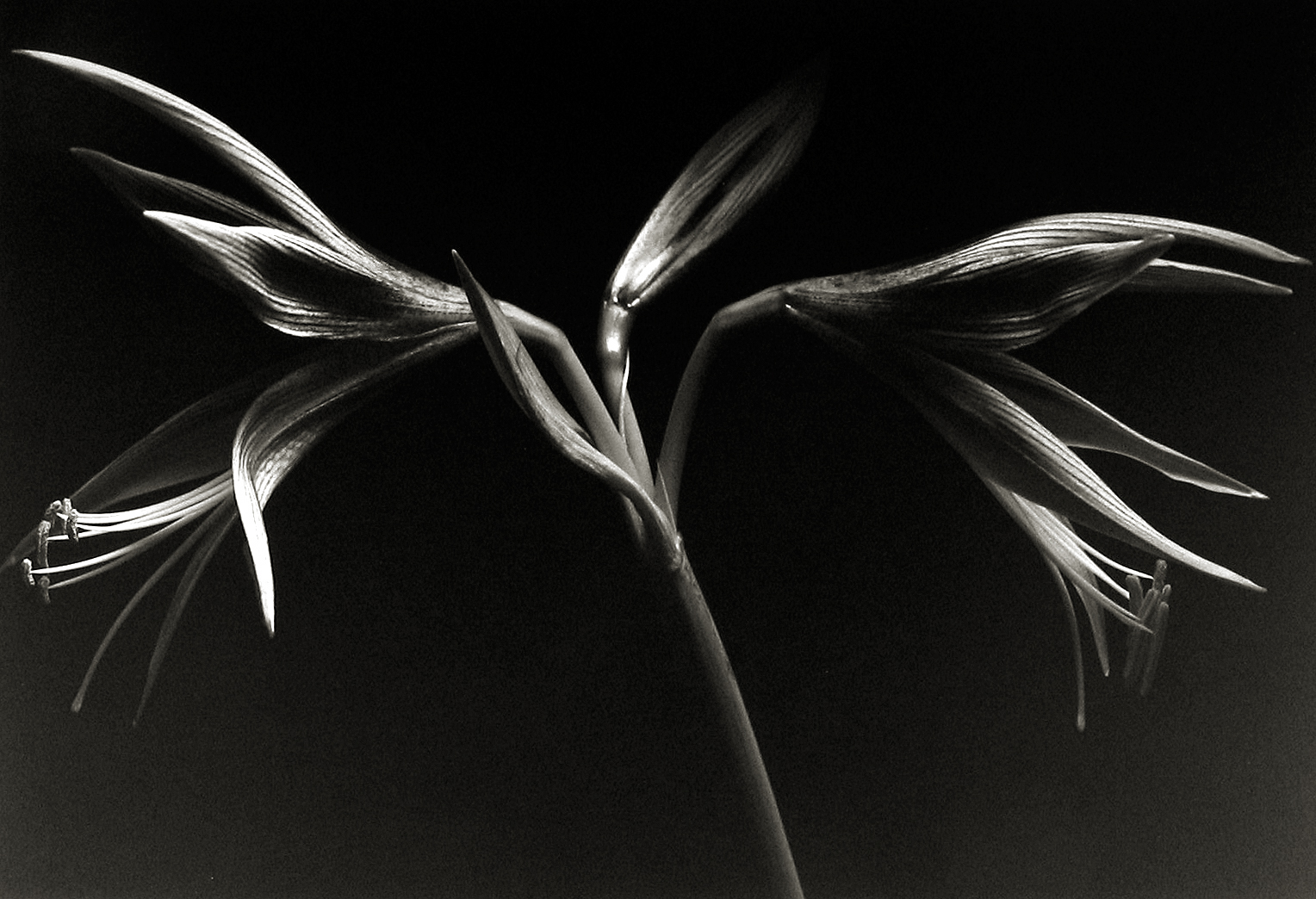 Kenro Izu: Still Life 2013 Howard Greenberg Gallery