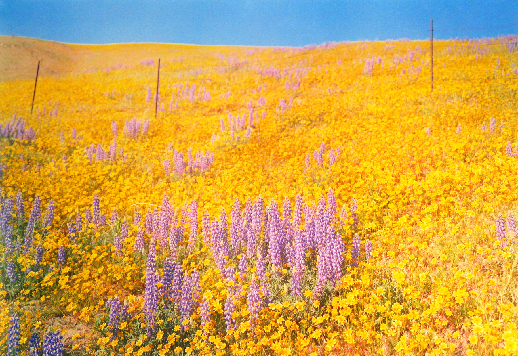 Selections From Private Collections 2011 Howard Greenberg Gallery