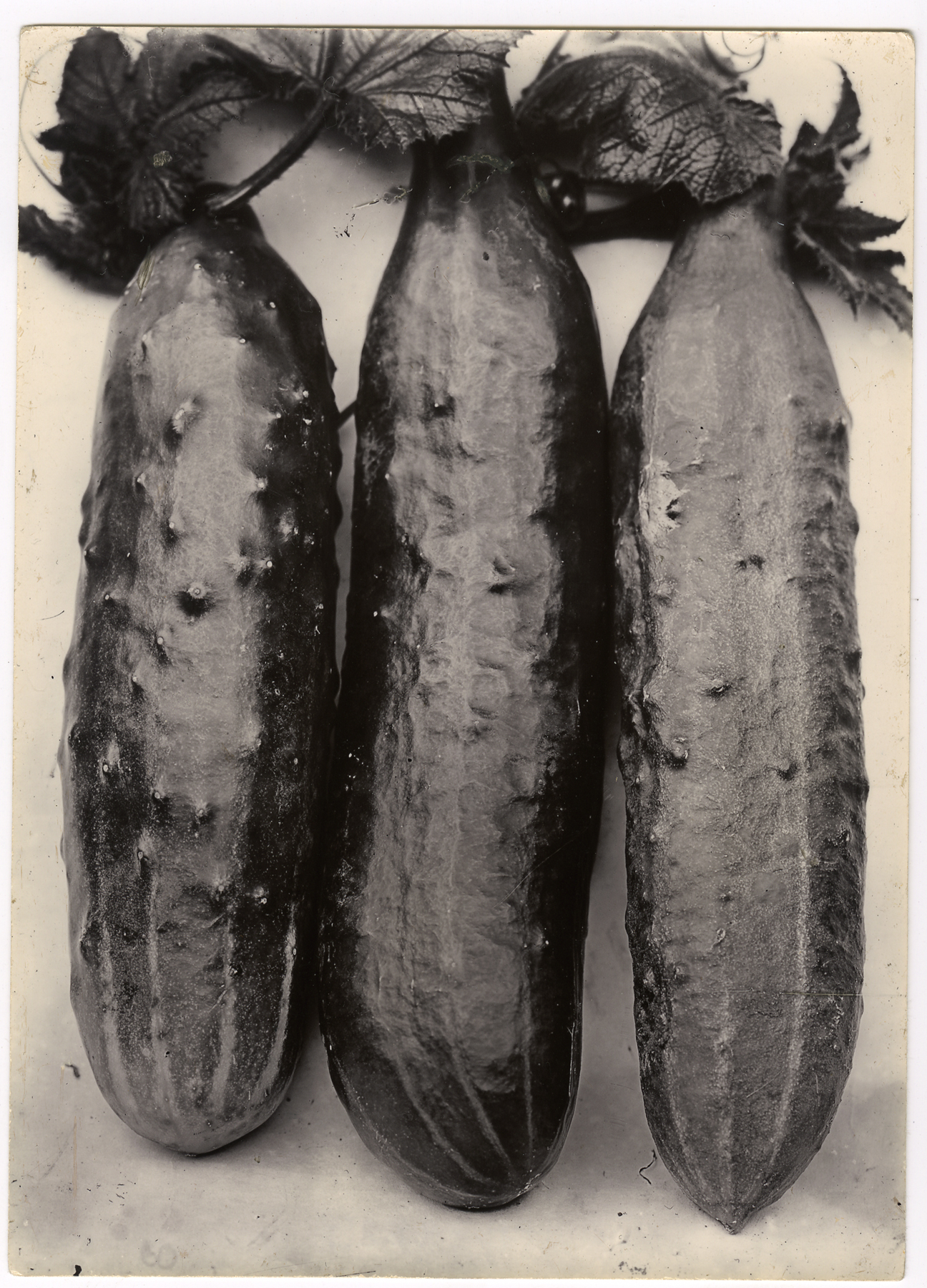 Charles Jones 2006 howard greenberg gallery