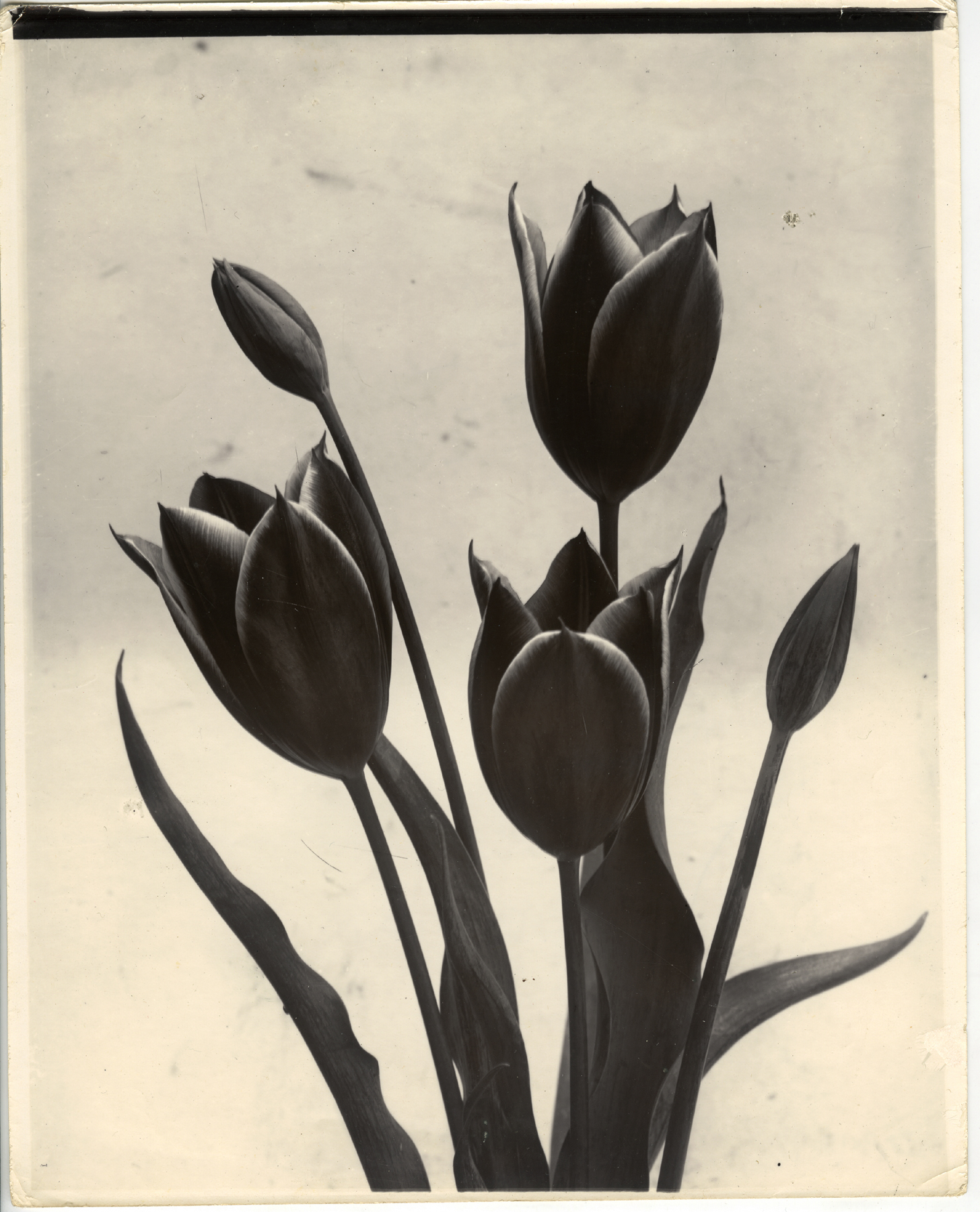 Charles Jones 2006 howard greenberg gallery