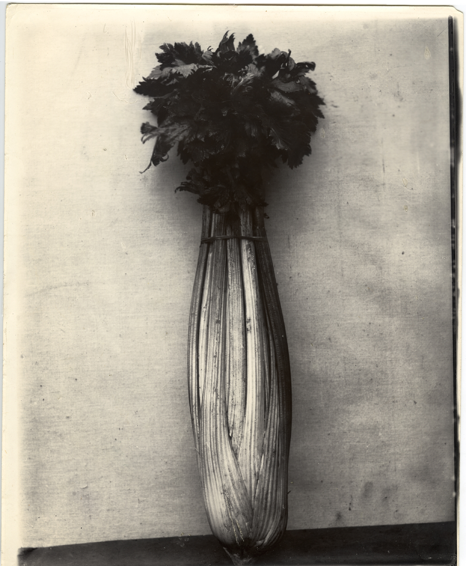 Charles Jones 2006 howard greenberg gallery