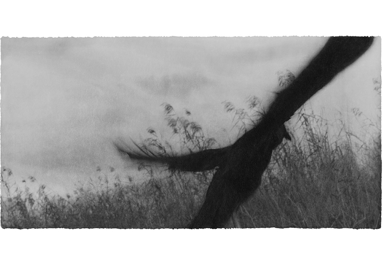 Jungjin Lee: Recent Projects - Works from Everglades - Howard Greenberg Gallery - 2015