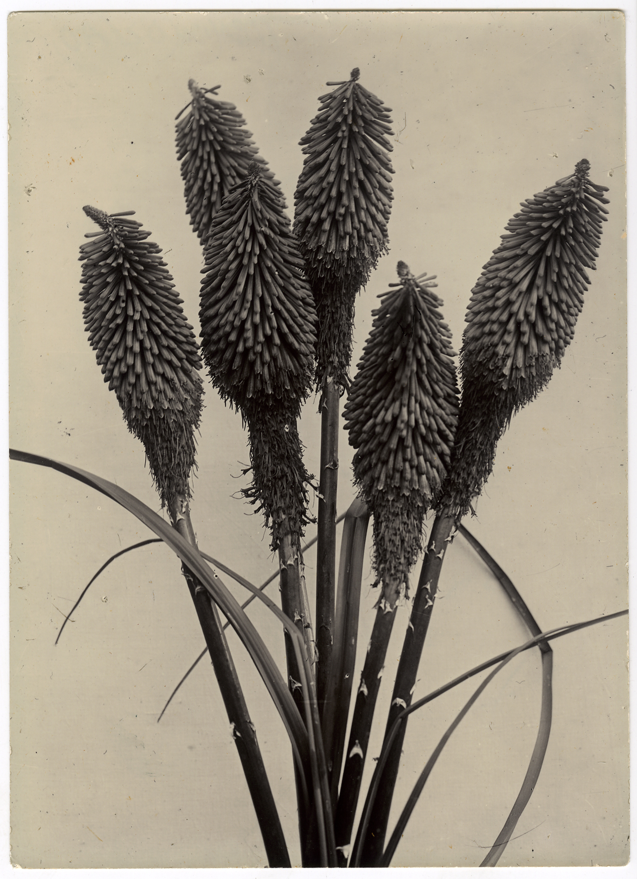 Charles Jones 2006 howard greenberg gallery