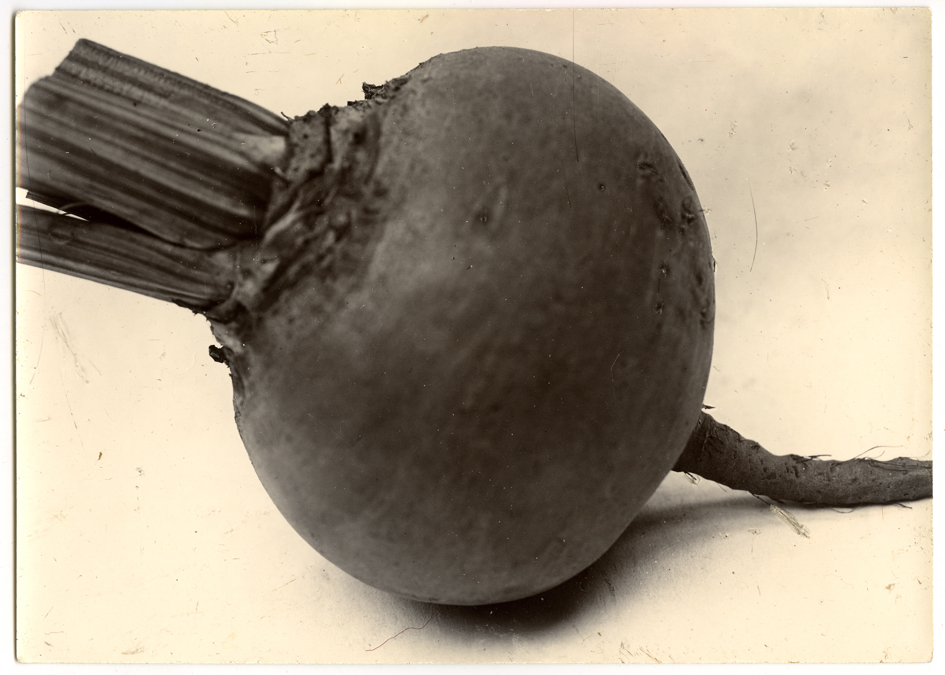 Charles Jones 2006 howard greenberg gallery