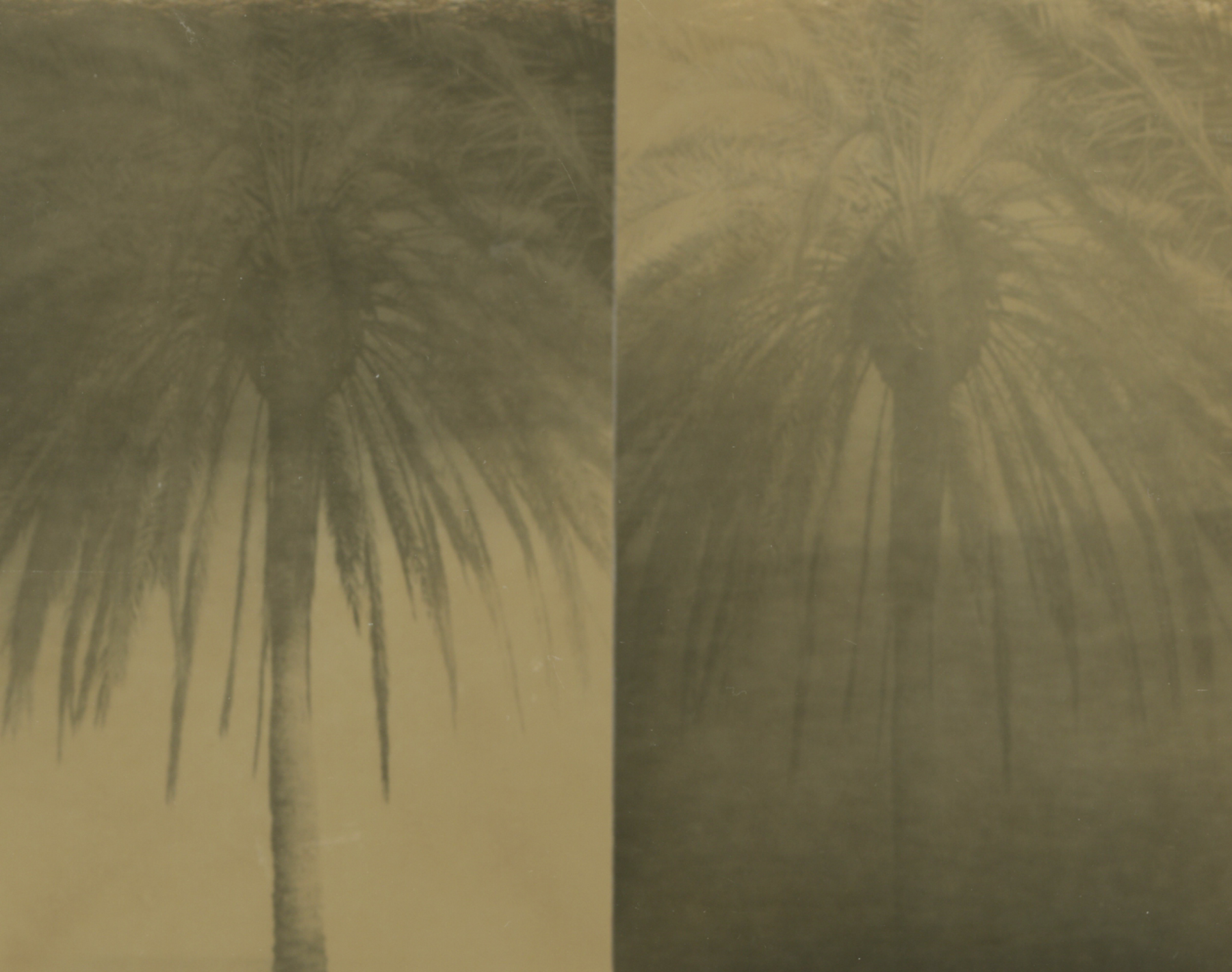Bruno Roels, A Palm Tree is a Palm Tree is a Palm Tree (Dichotomy), 2018, Howard Greenberg Gallery, 2019