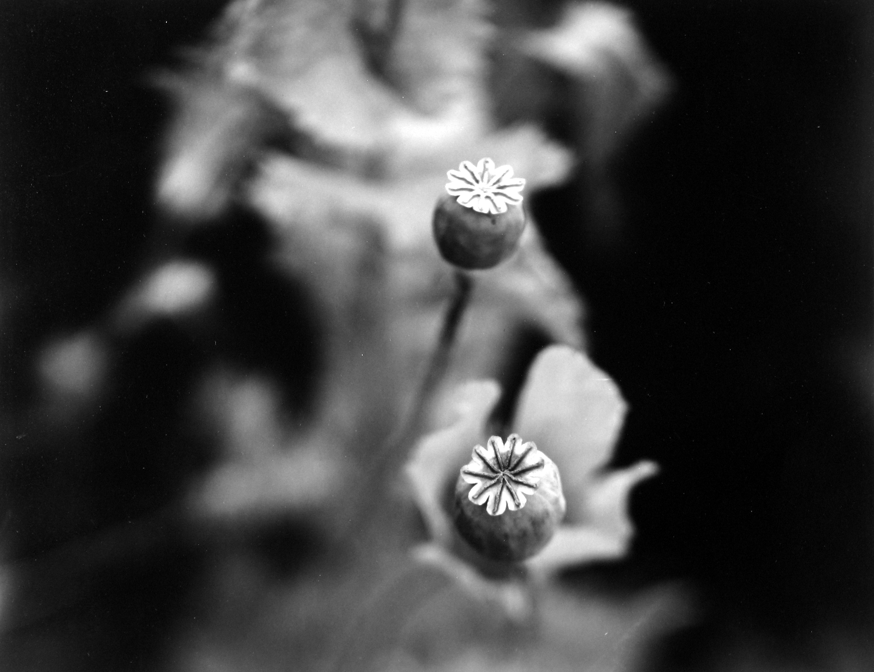 Staff Picks IV - Howard Greenberg Gallery - 2014