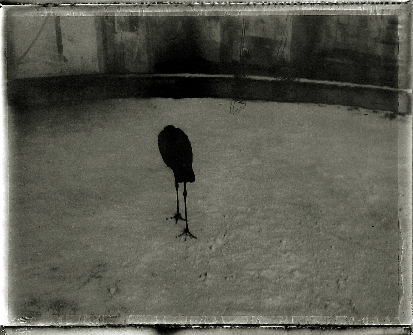 Sarah Moon: Circus 2004 2005 howard greenberg gallery