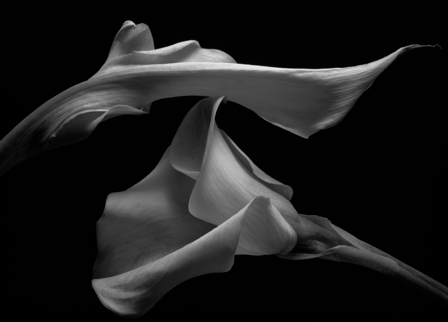 Kenro Izu: Stillness 2007 2008 Howard Greenberg Gallery